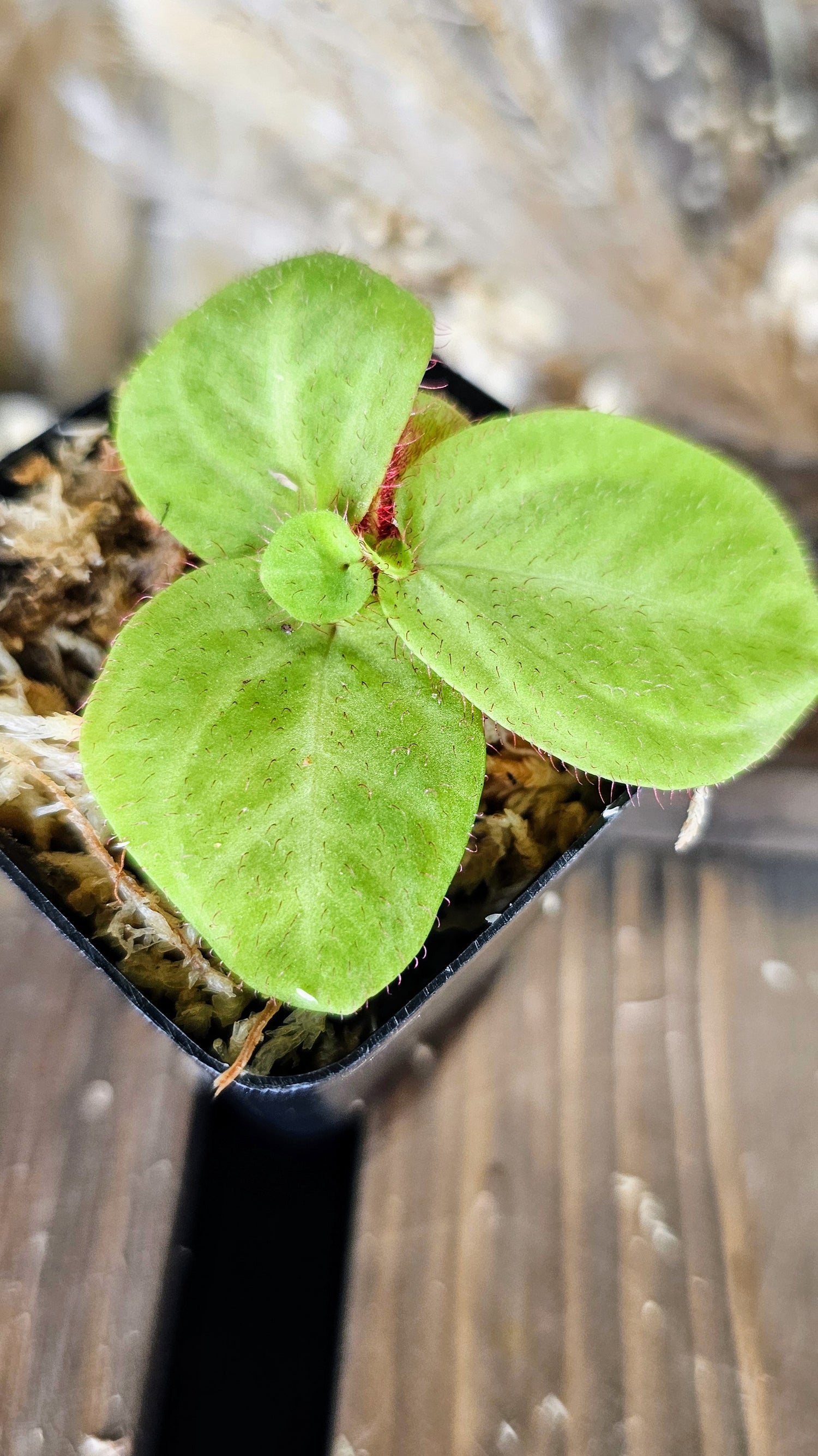 Sonerilia sp. Borneo &quot;Red Fuzz&quot;