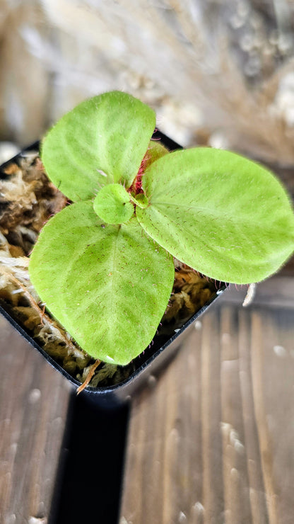 Sonerilia sp. Borneo &quot;Red Fuzz&quot;
