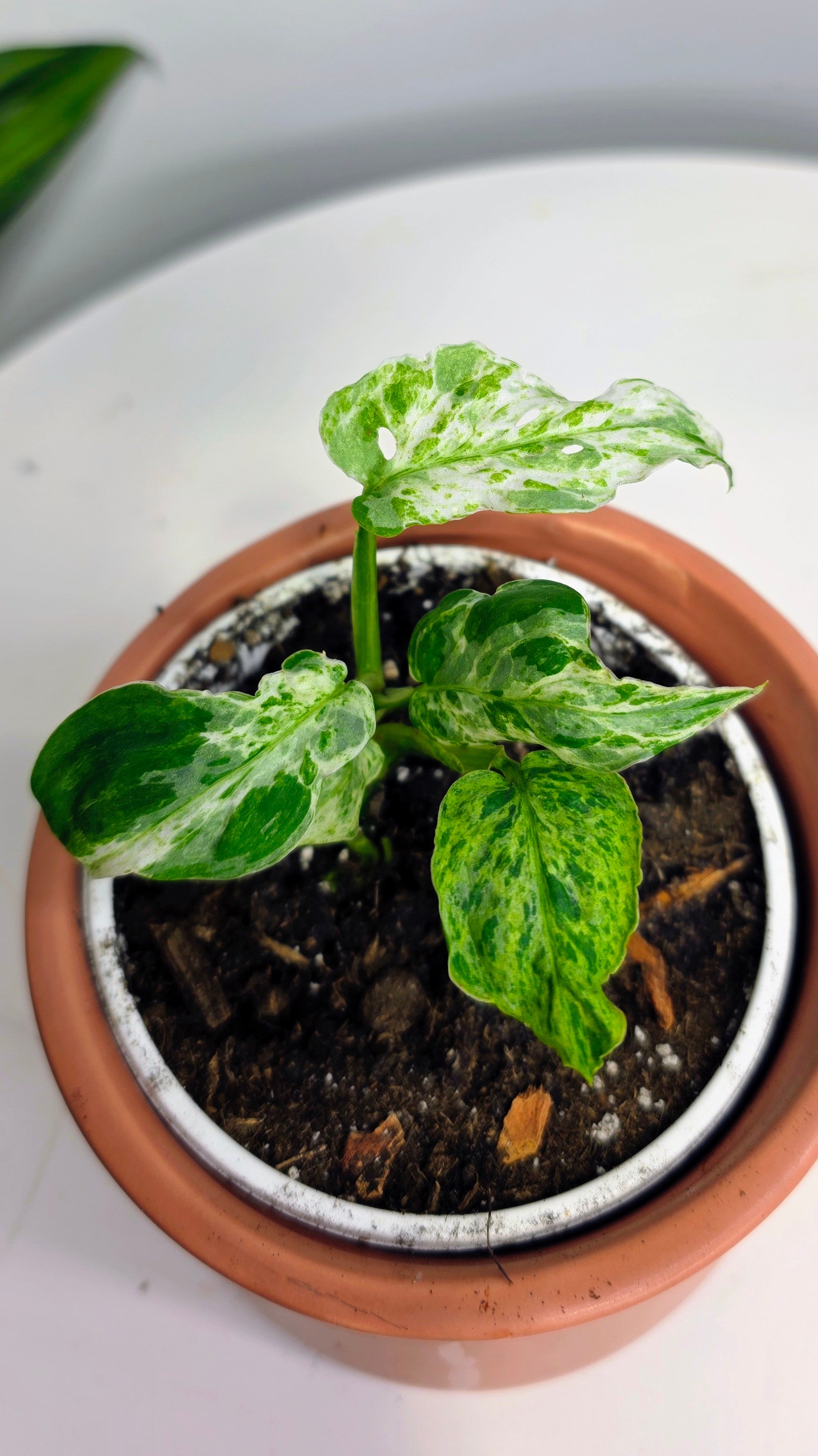 Monstera Adansonii Frozen Freckles A