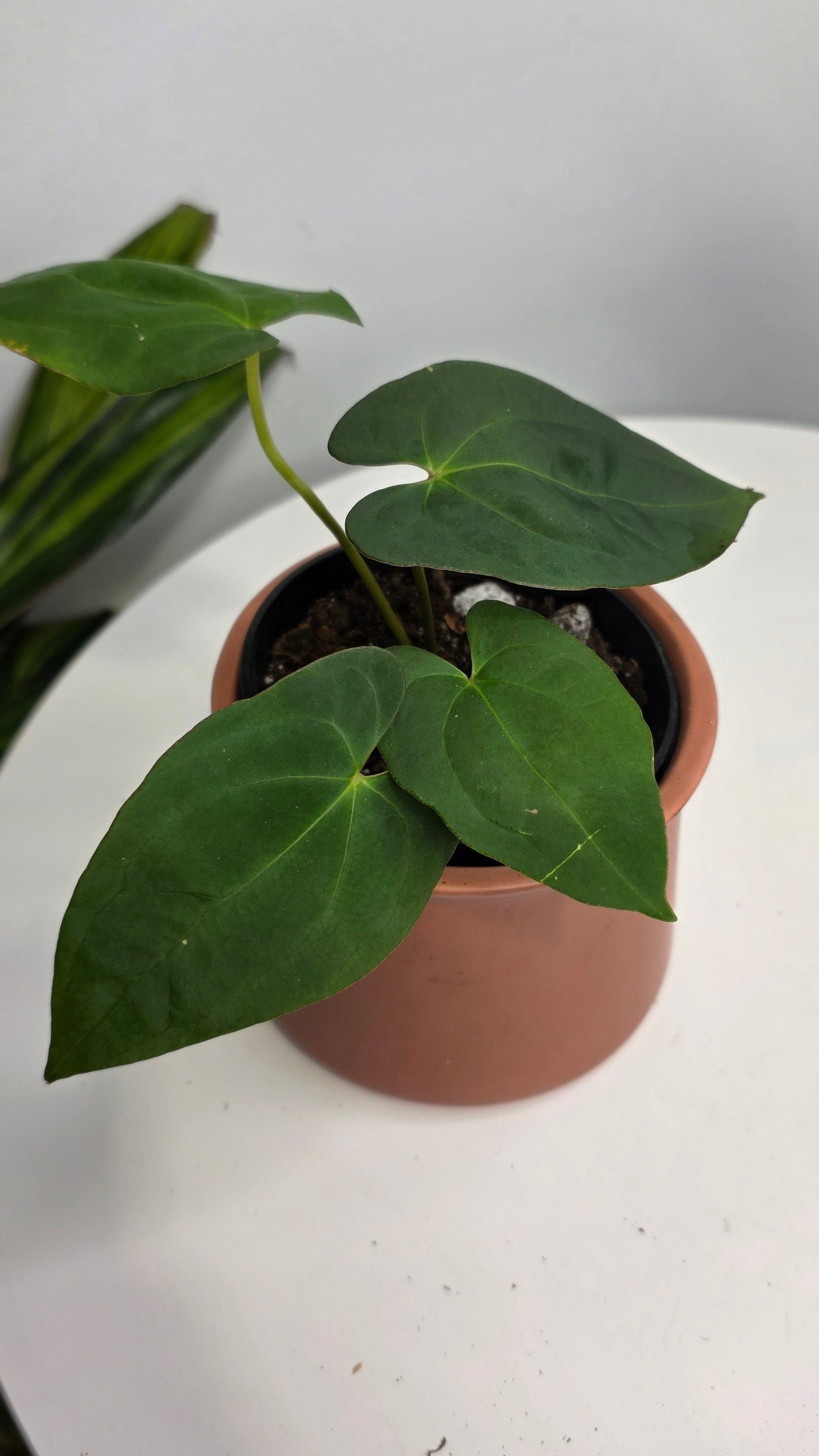 Anthurium Blue Papililaminum x Dark Phoenix B