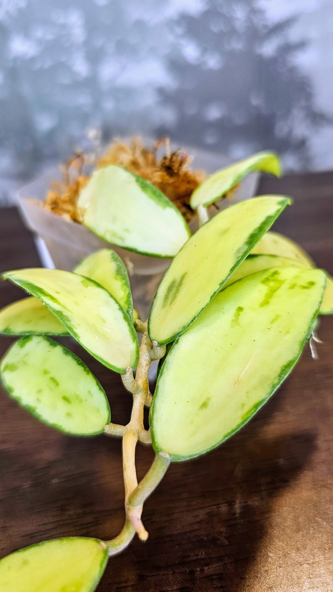 Hoya acuta inner variegated (small leaves) (WH 19)