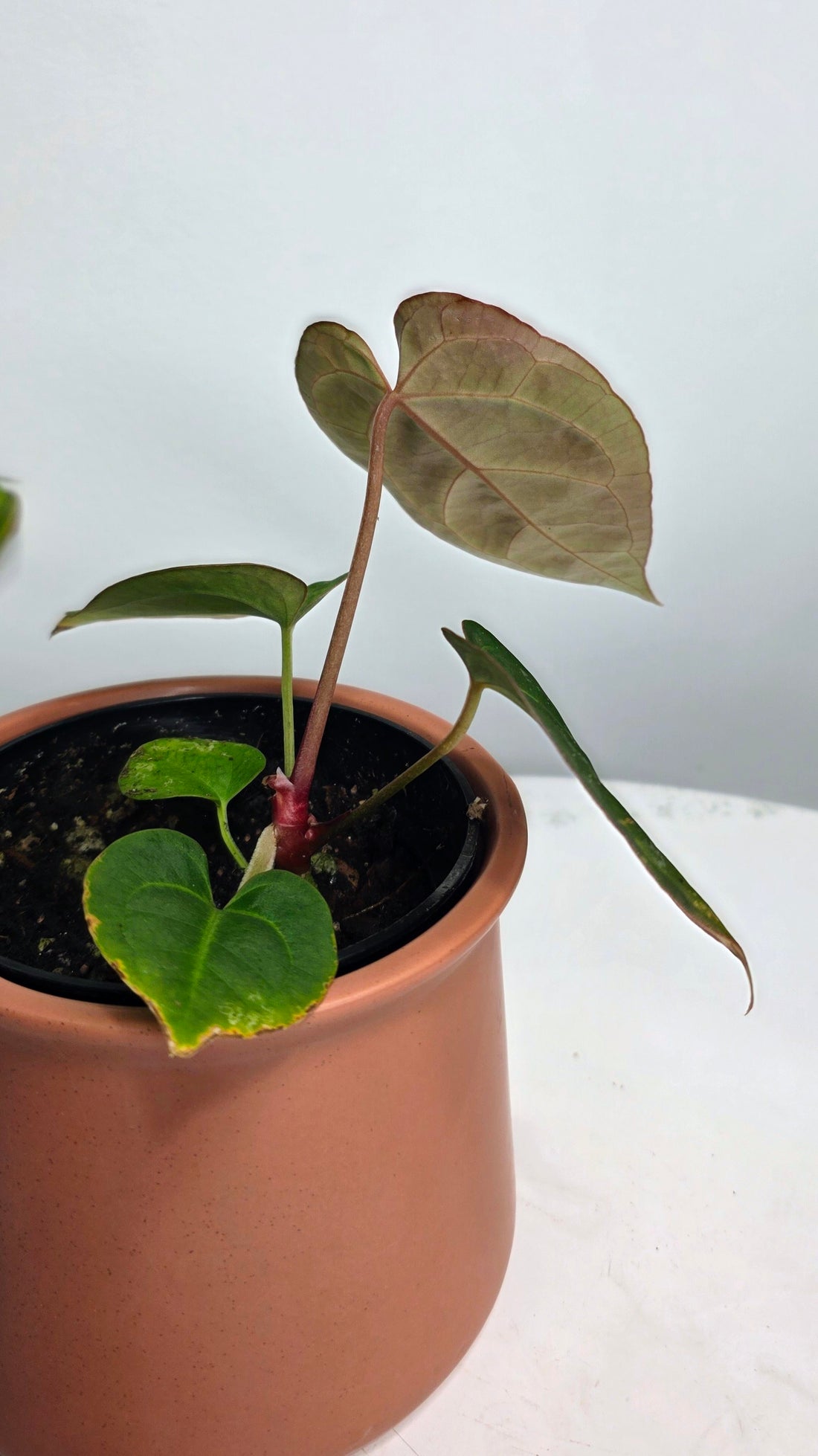 Anthurium Besseae aff x Crystallinum