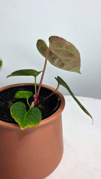 Anthurium Besseae aff x Crystallinum