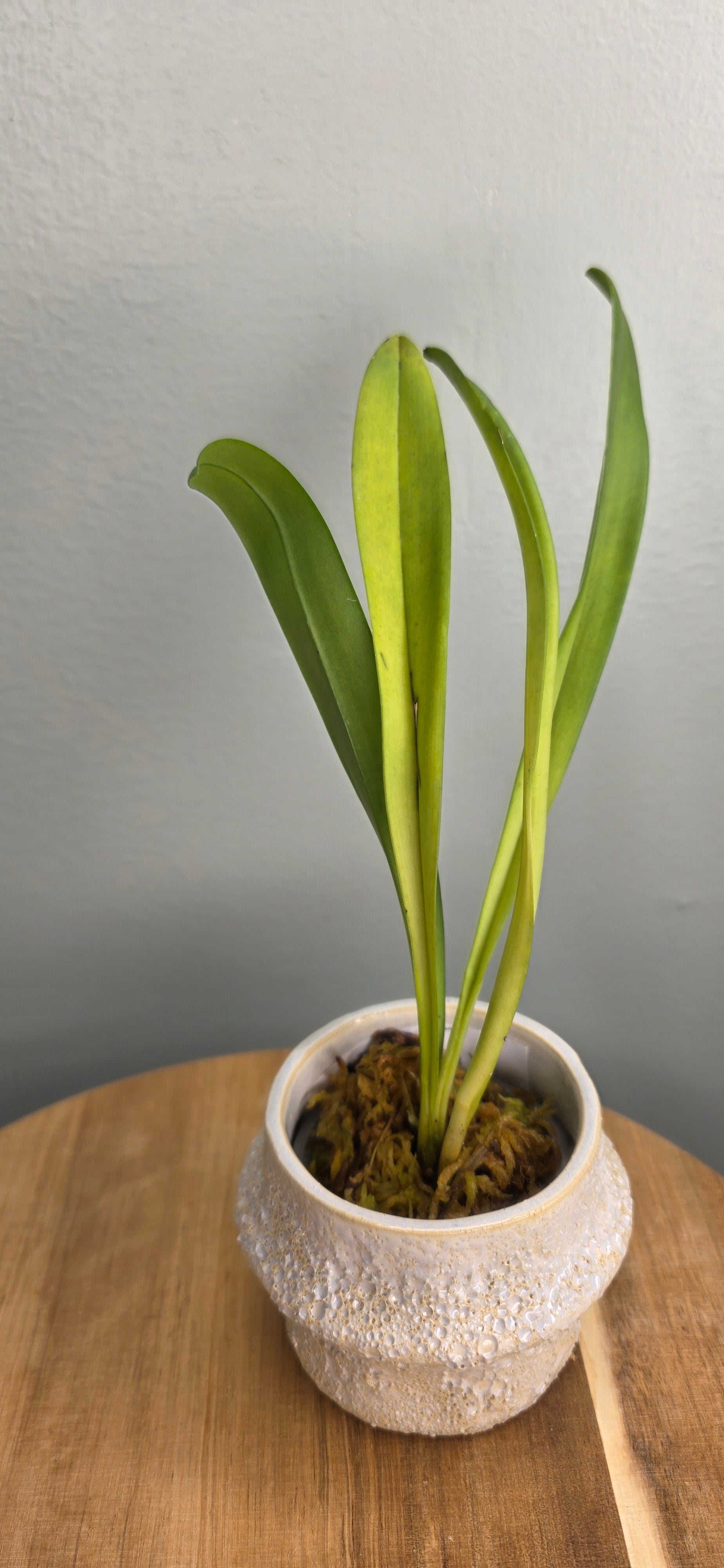 Dracula deltoidea