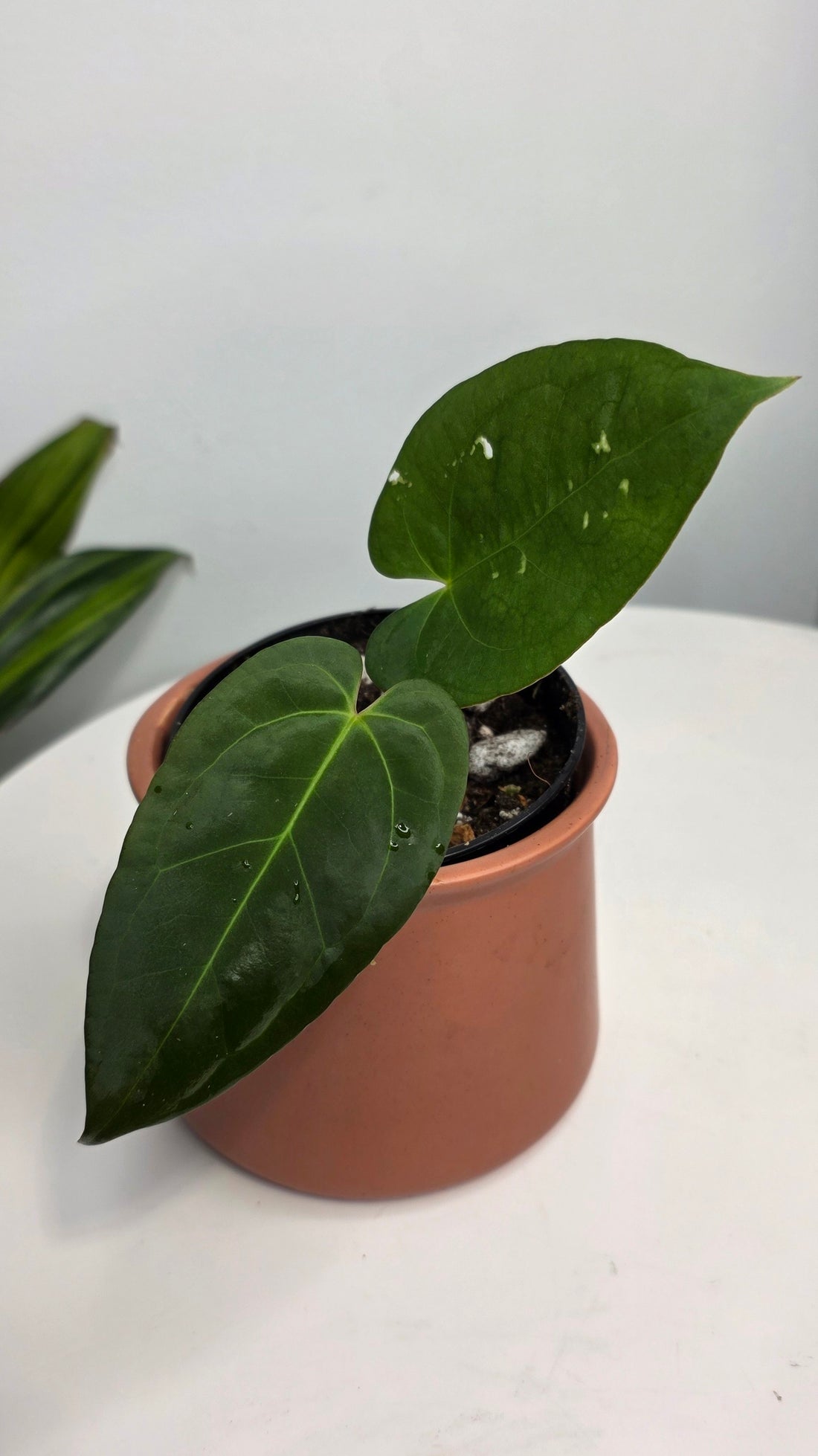 Anthurium Blue Pap x One DP C