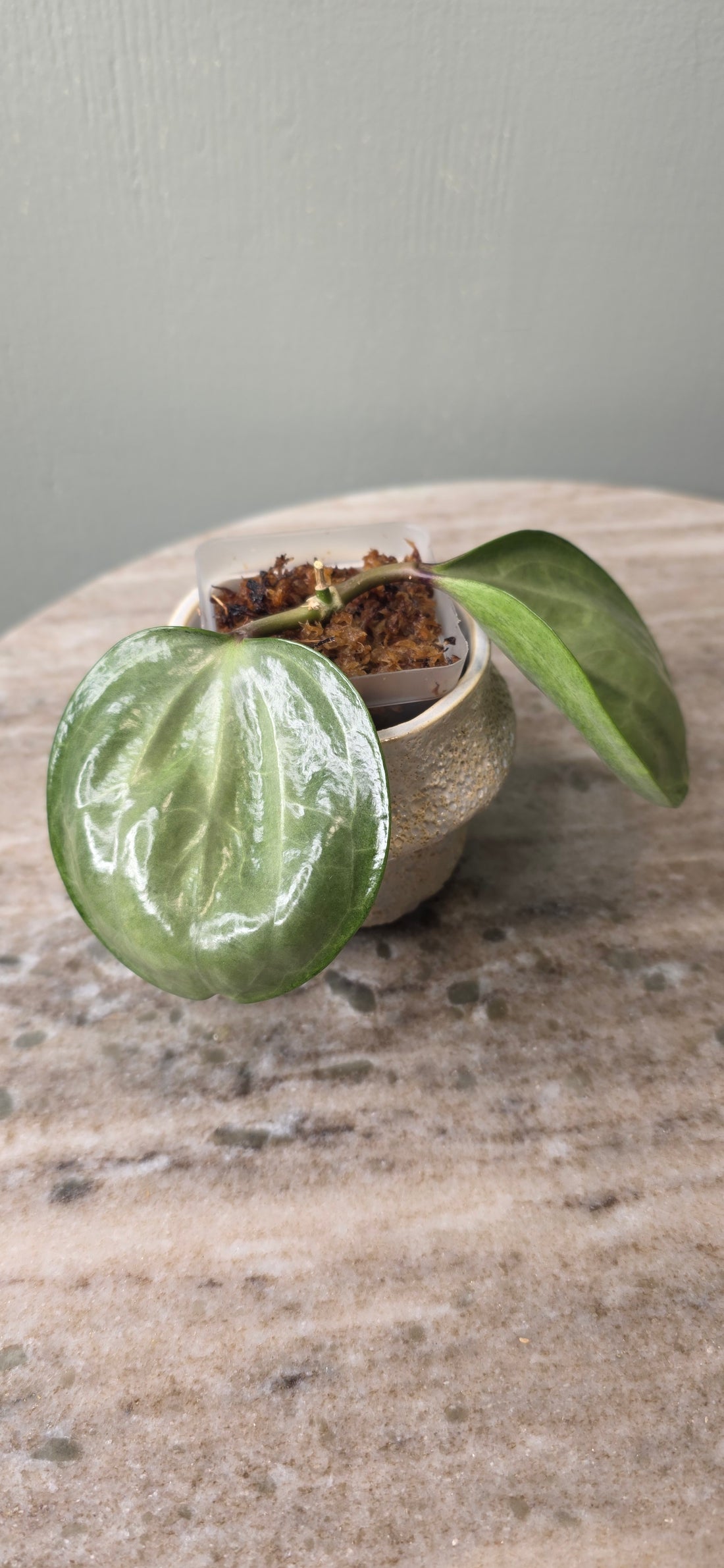Hoya Latifolia Silver A