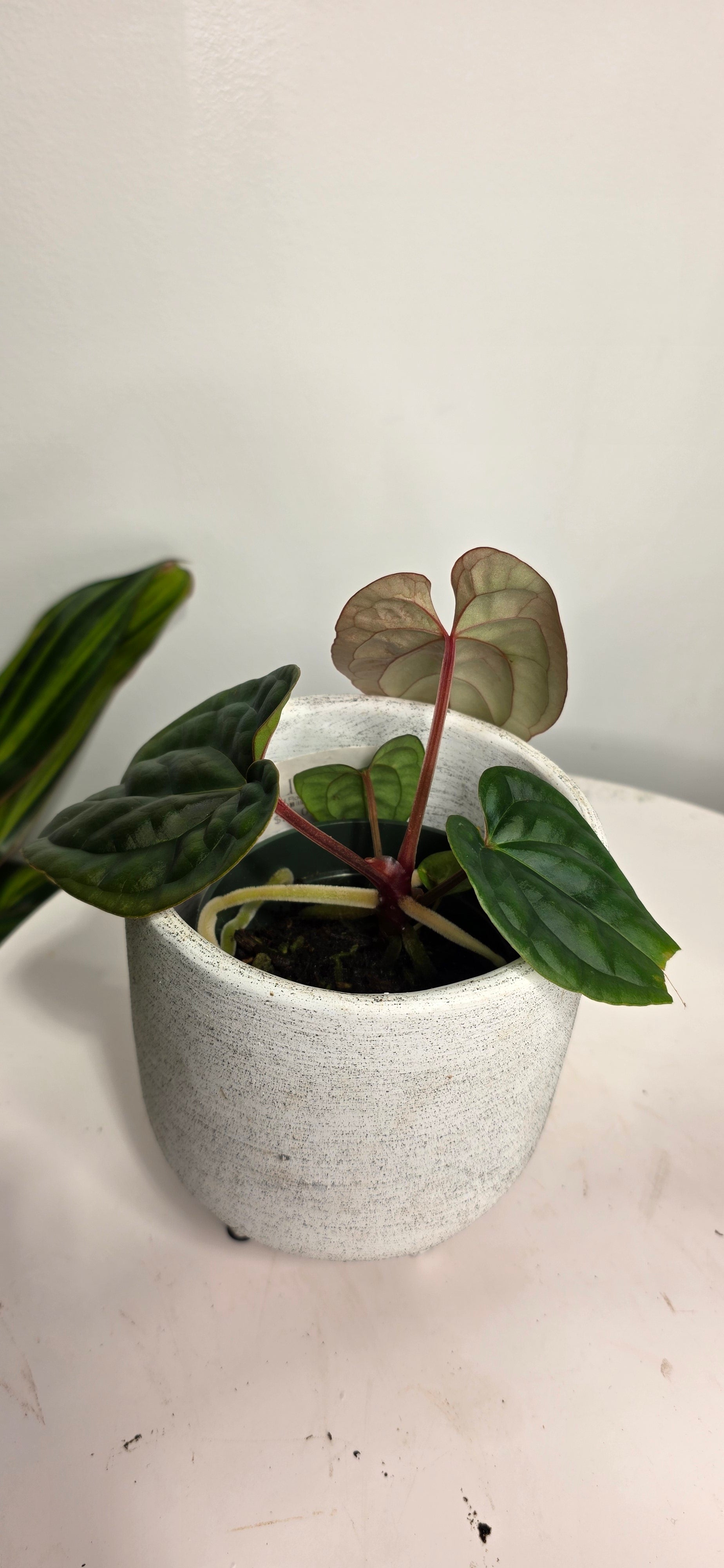 Anthurium Besseae aff x Luxurians