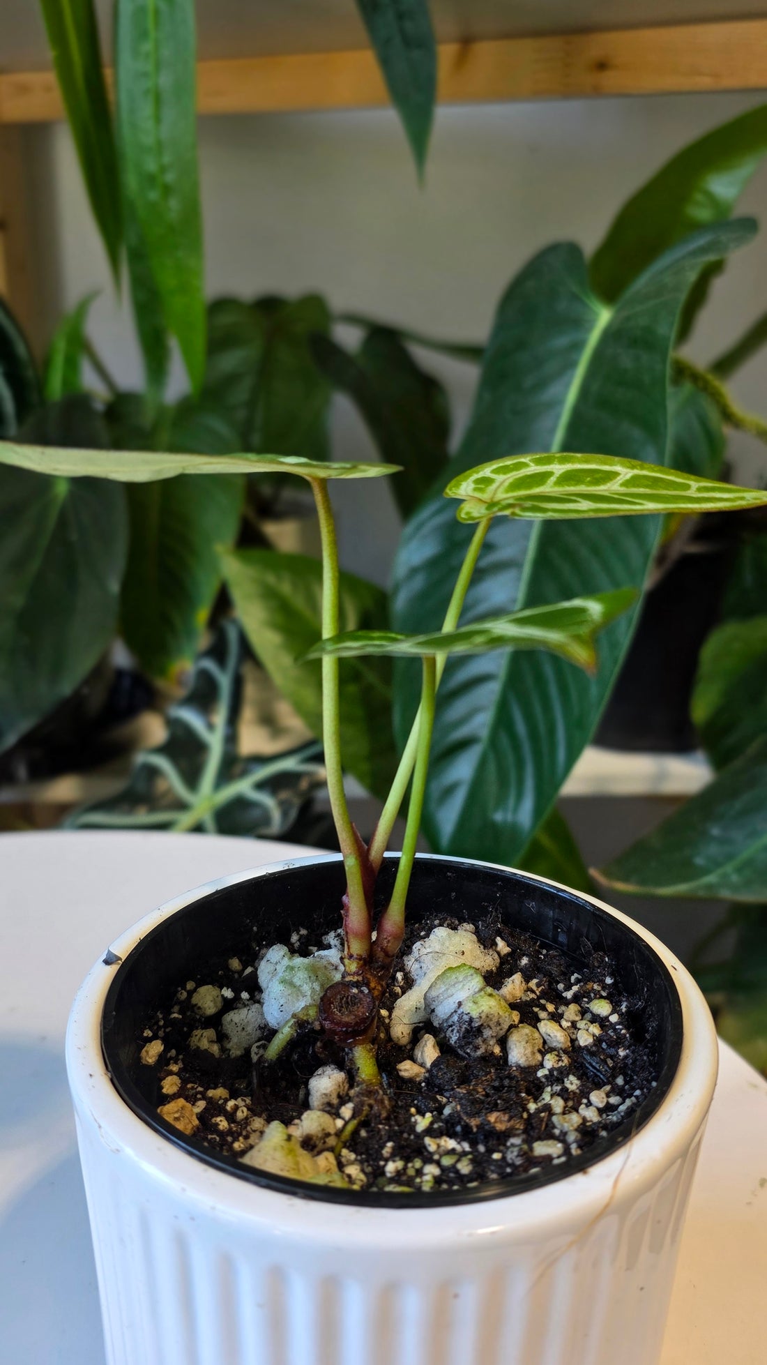 Anthurium HU King of Spades x Red Crystal (B)