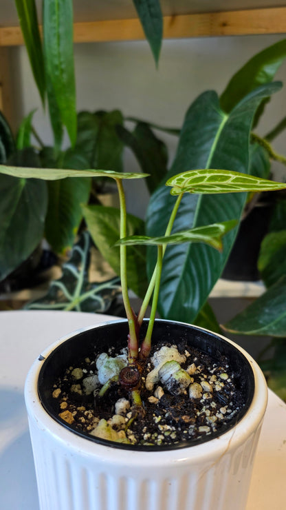 Anthurium HU King of Spades x Red Crystal (B)