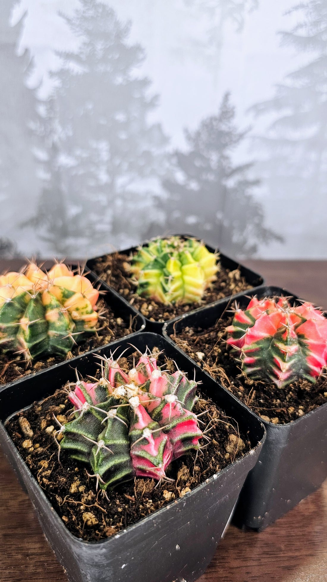 Gymnocalycium Mihanovichii Variegated Cactus