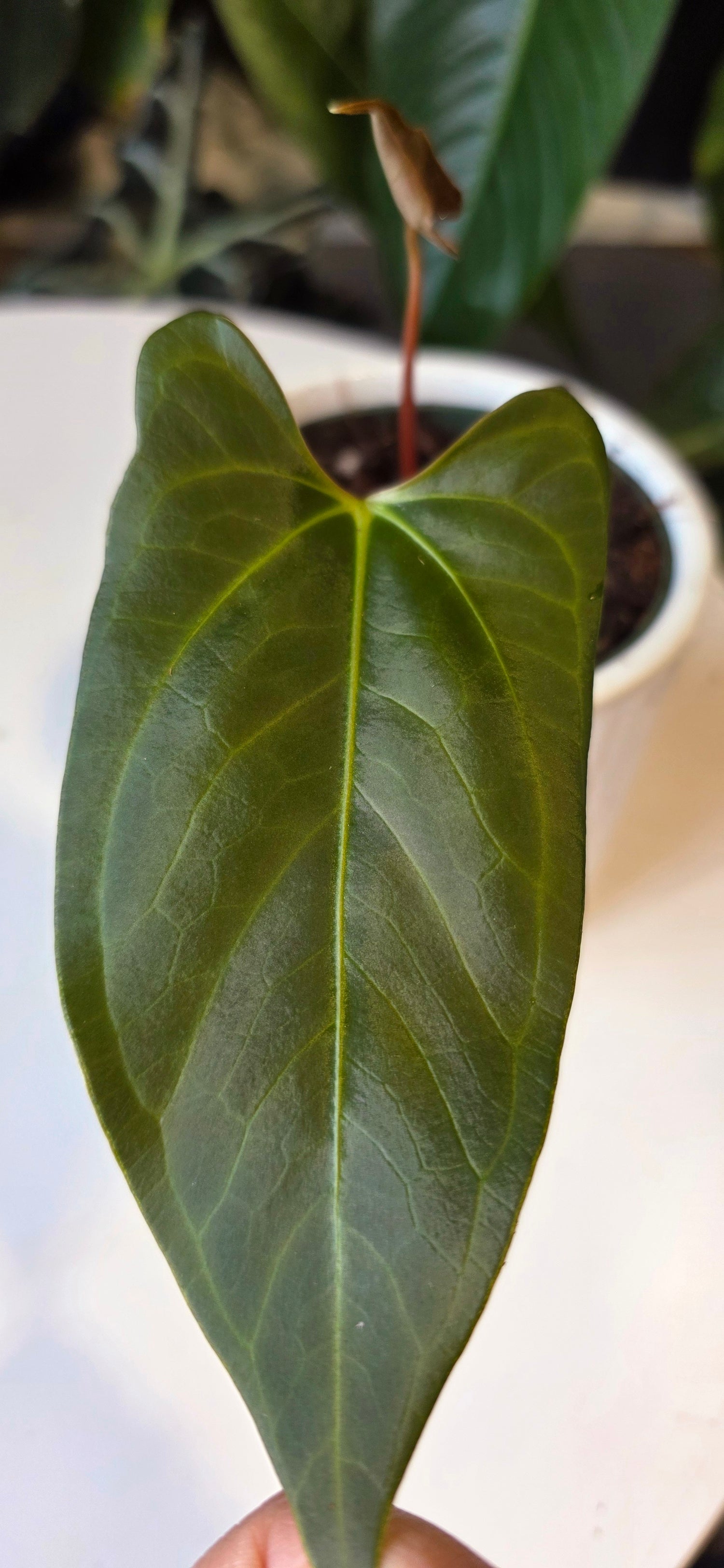 Anthurium Regale x sp. Napo (A)