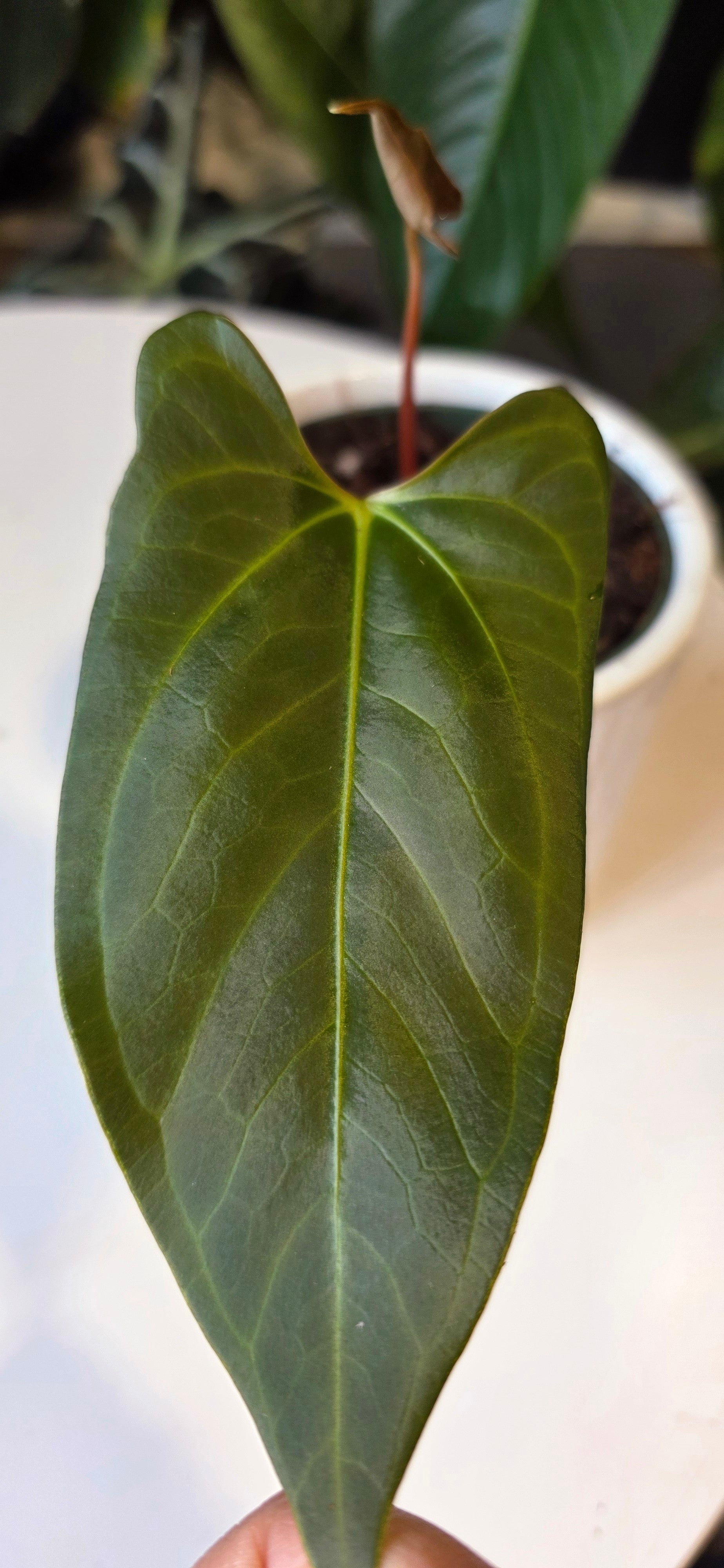 Anthurium Regale x sp. Napo (A)