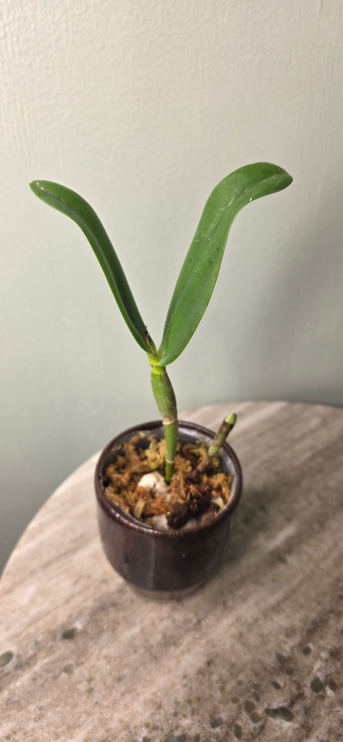 Cattleya aurantiaca (&