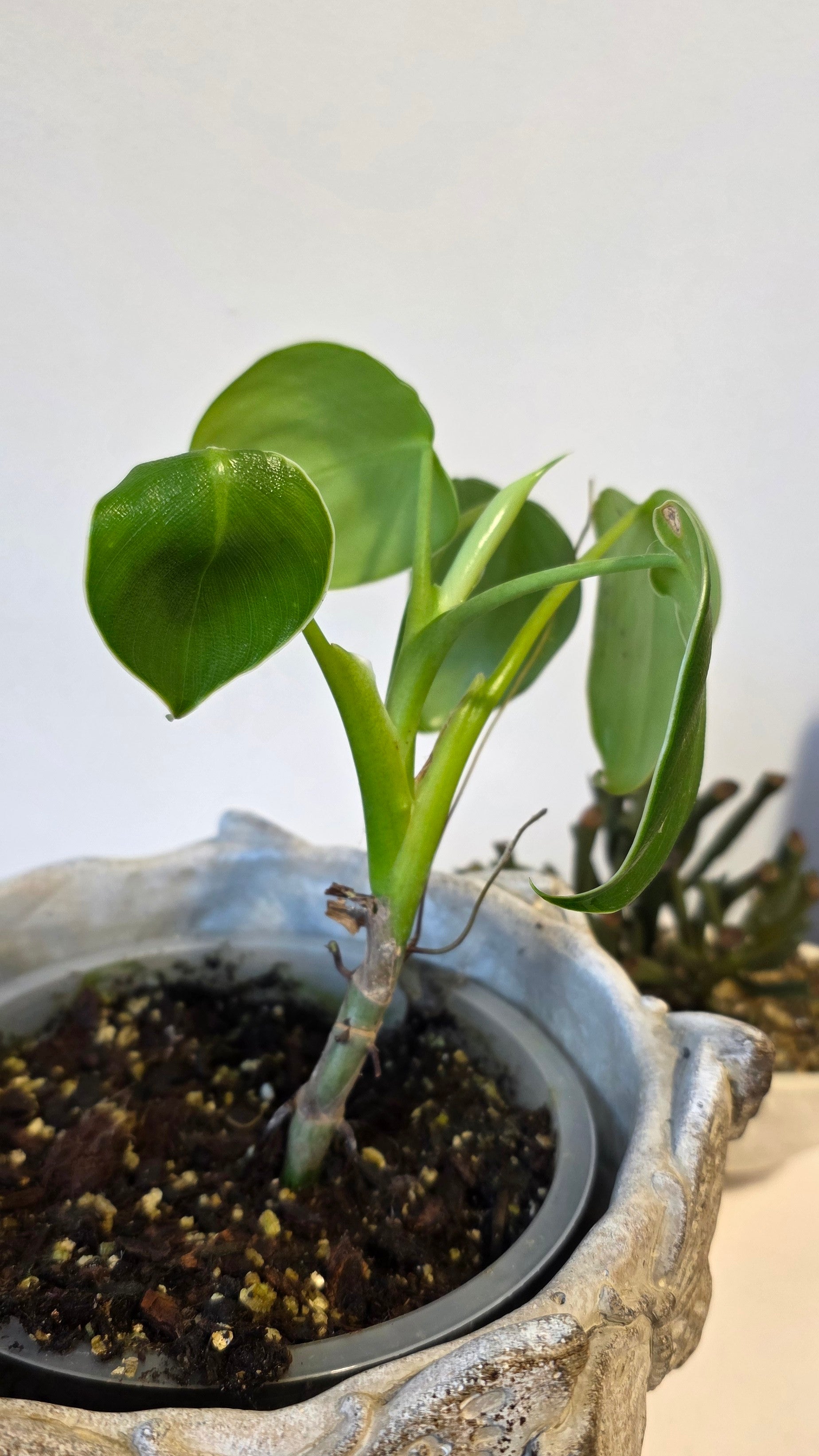 Philodendron Rugosum A