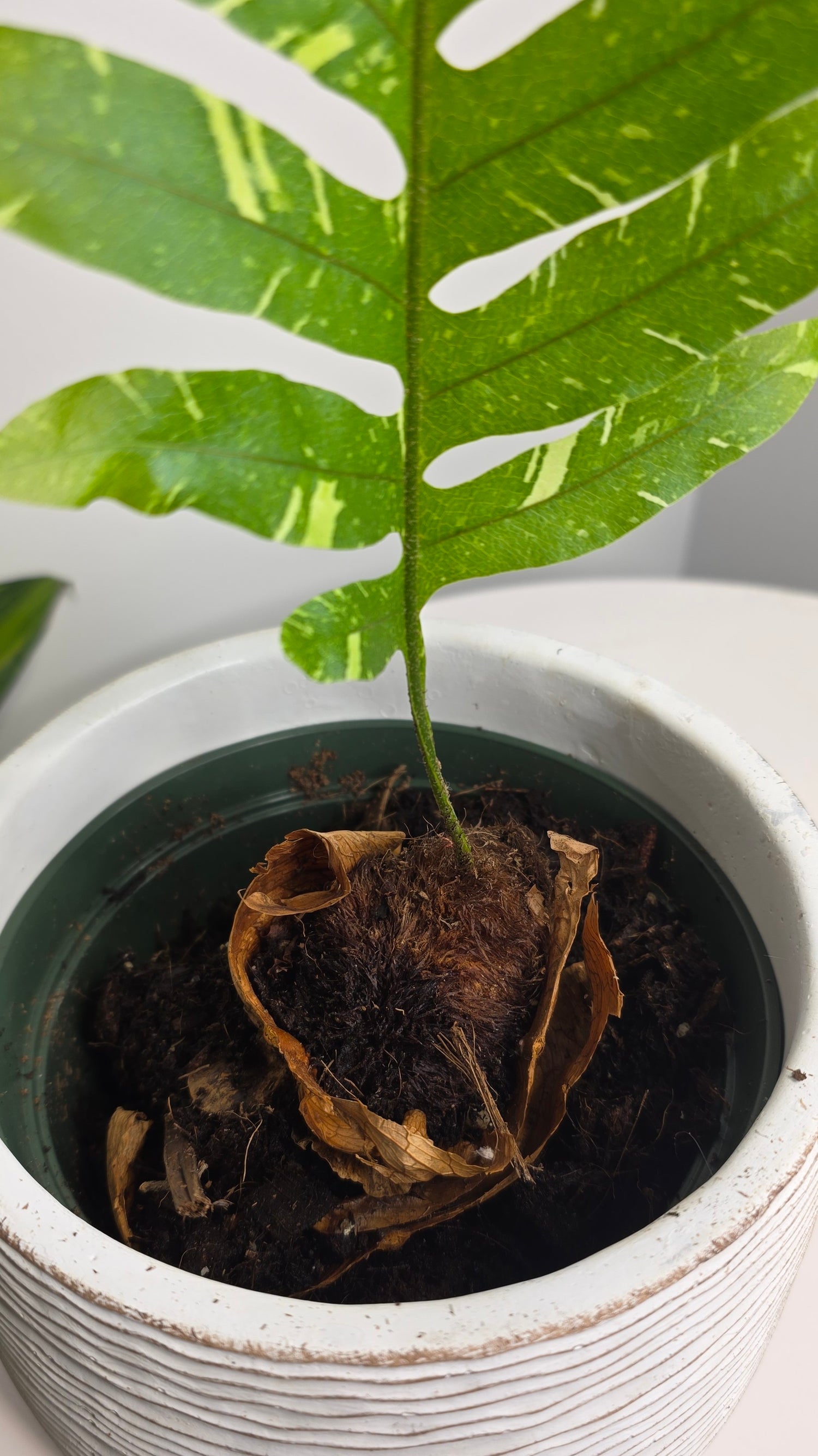 Drynaria quercifolia variegated (Oak Leaf Fern Variegated) B