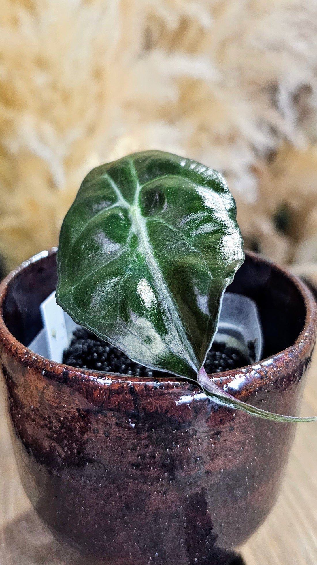 Alocasia Venom