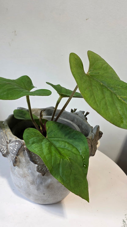 (Copy) Anthurium kunayalense "b"