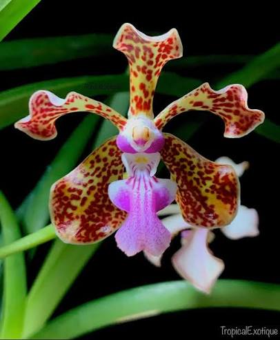Vanda tricolor var.purpurea