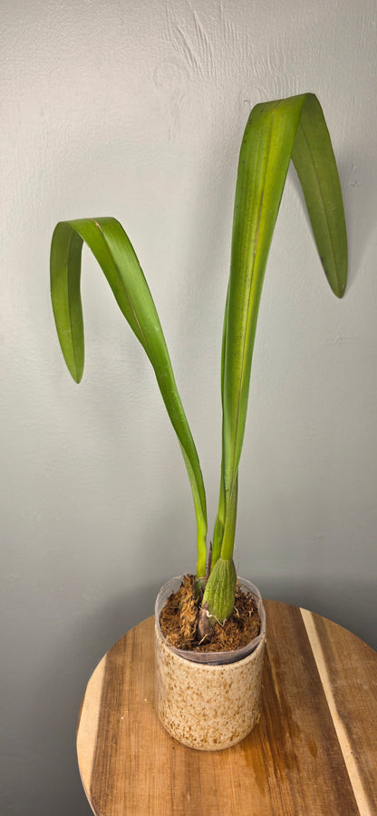 Maxillaria nigrescens
