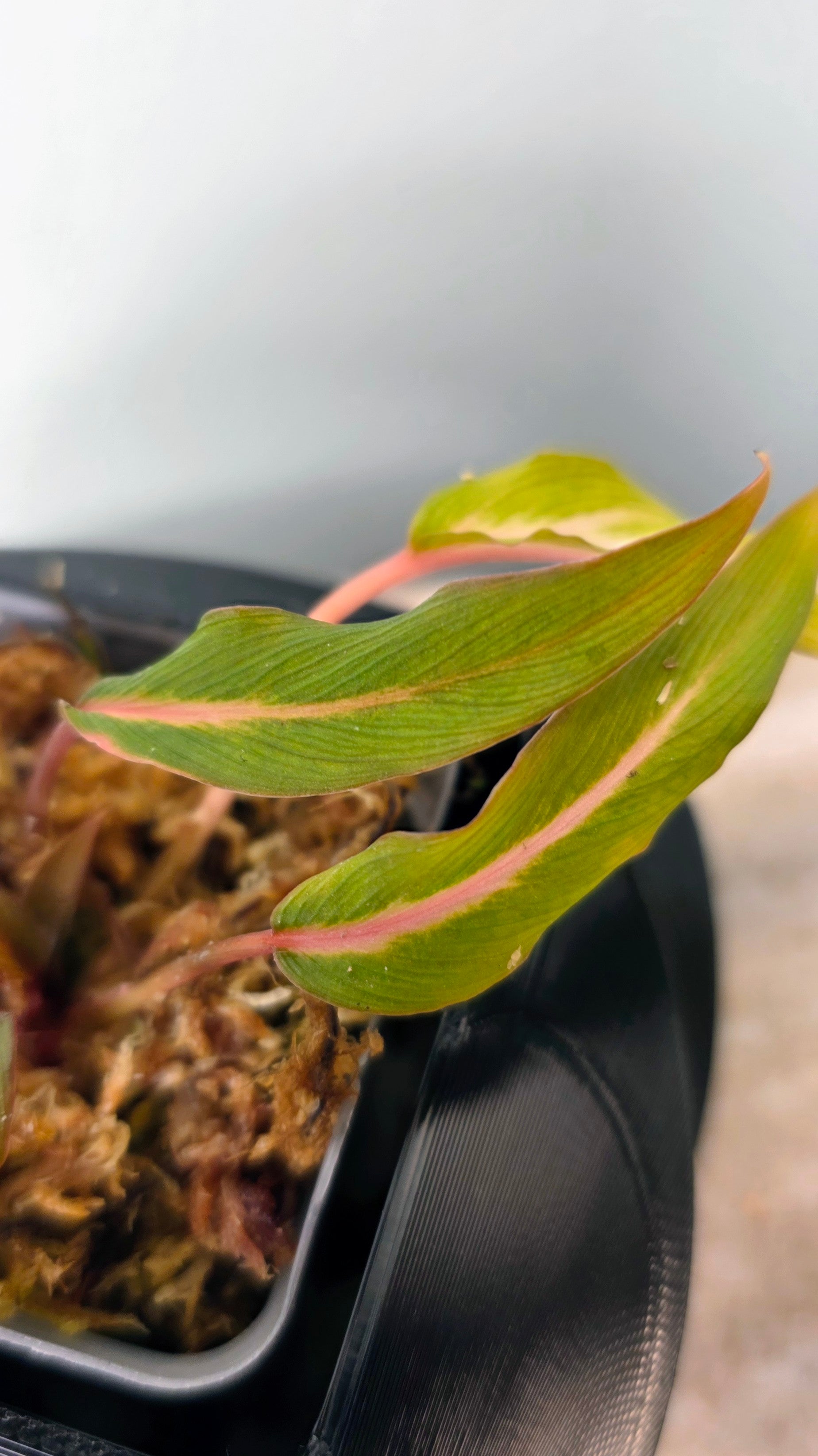 Homalomena sp. Papua