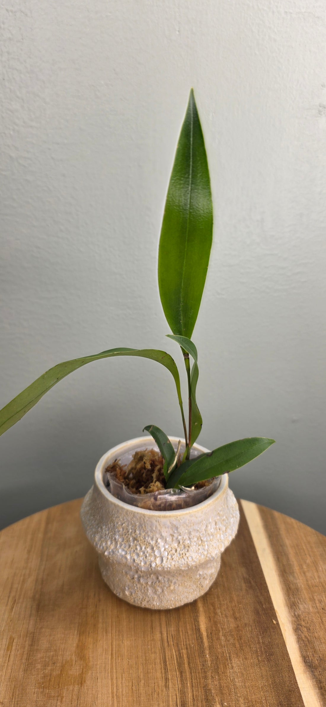 Pleurothallis aporosis