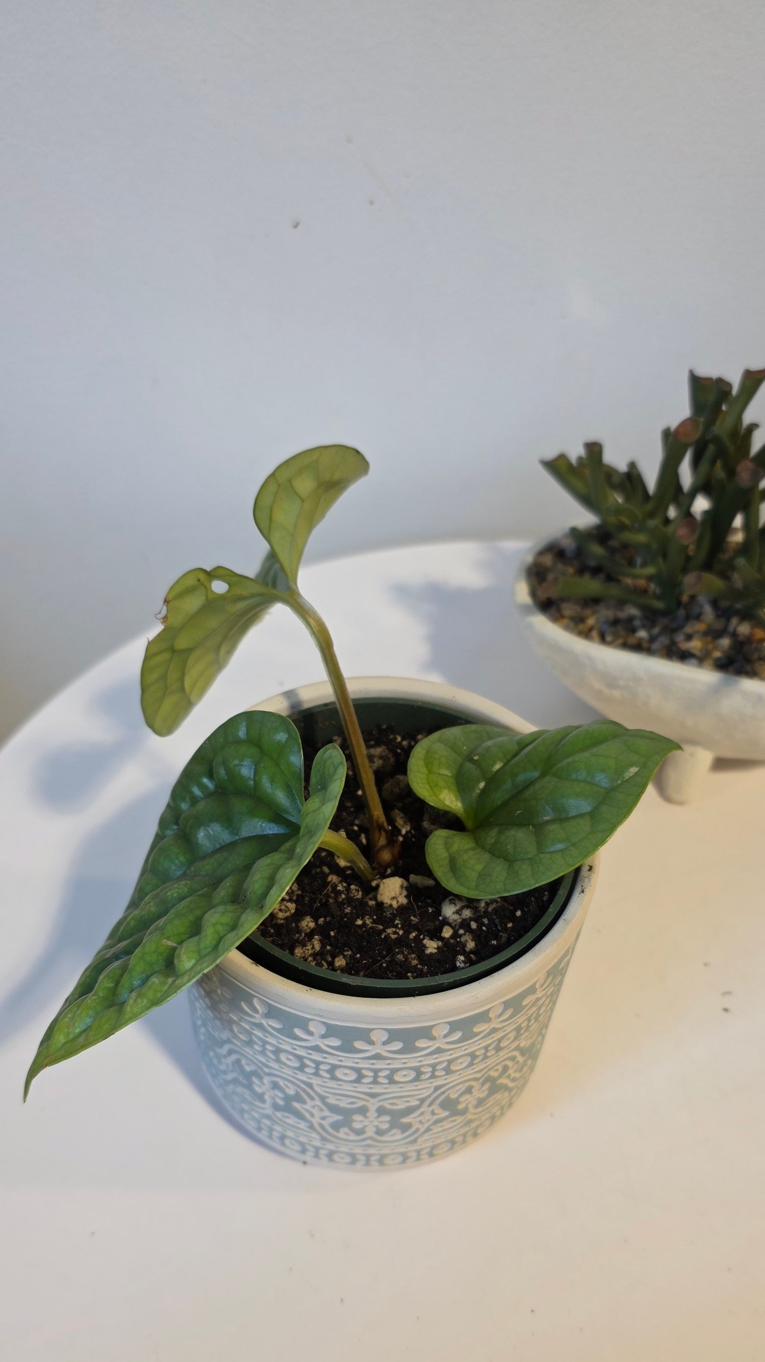 Anthurium Luxurians A