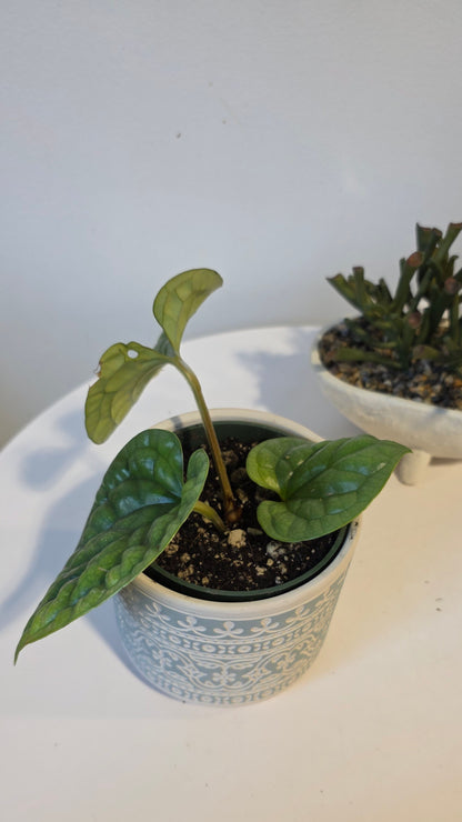 Anthurium Luxurians A