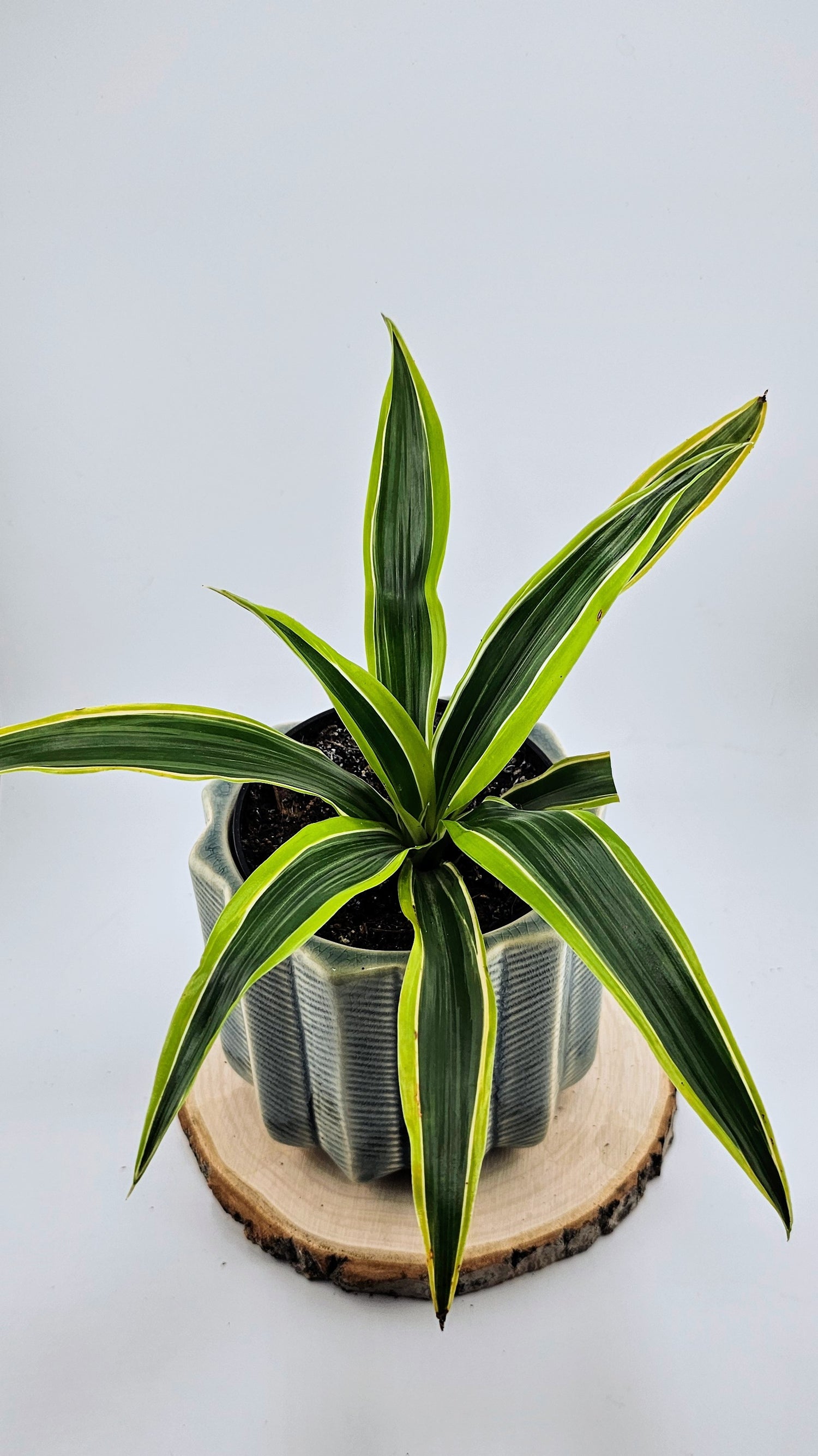 Dracaena Lemon Lime