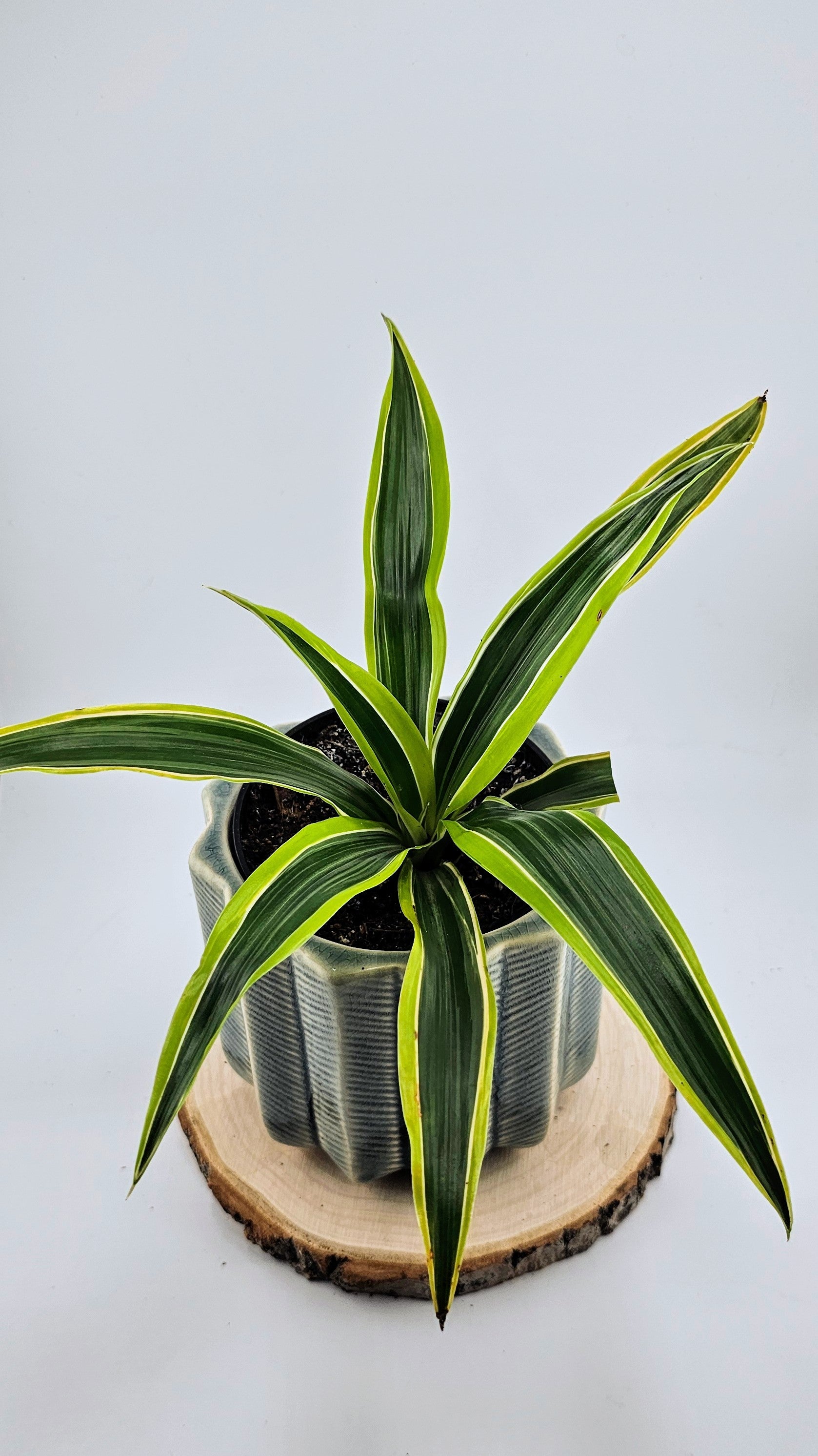 Dracaena Lemon Lime