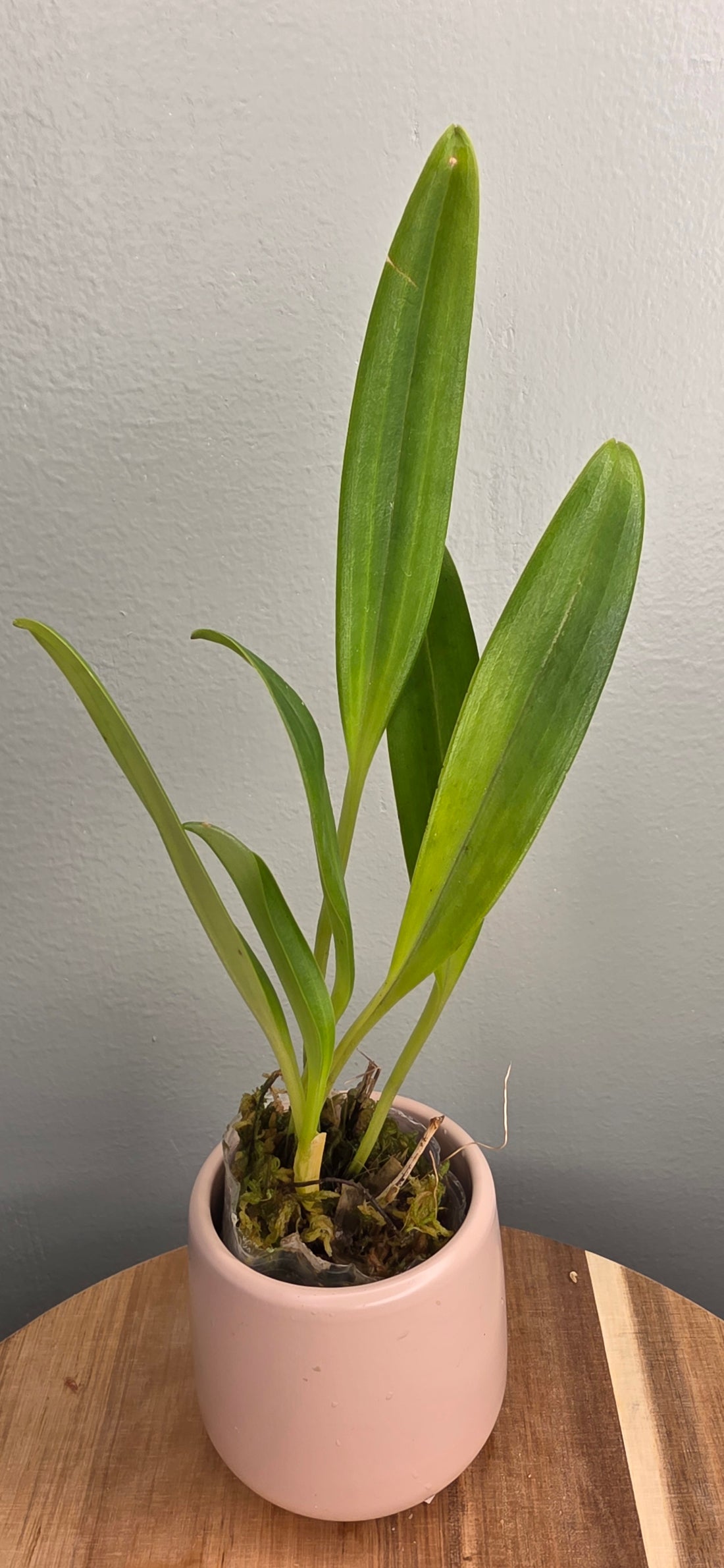 Masdevallia delhierroi red