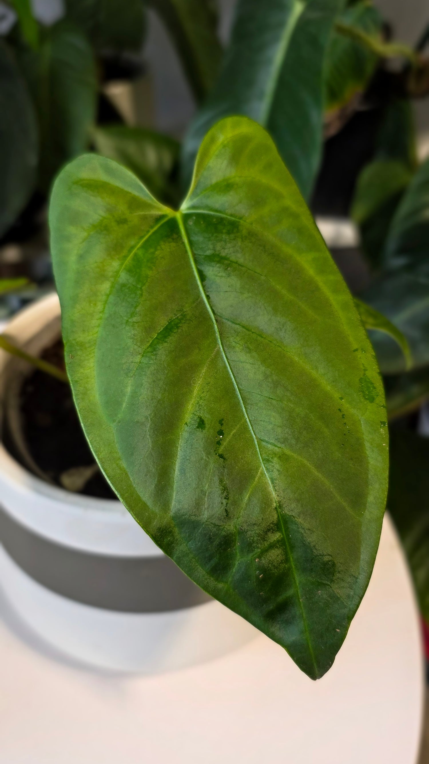 Anthurium Regale x sp. Napo (B)