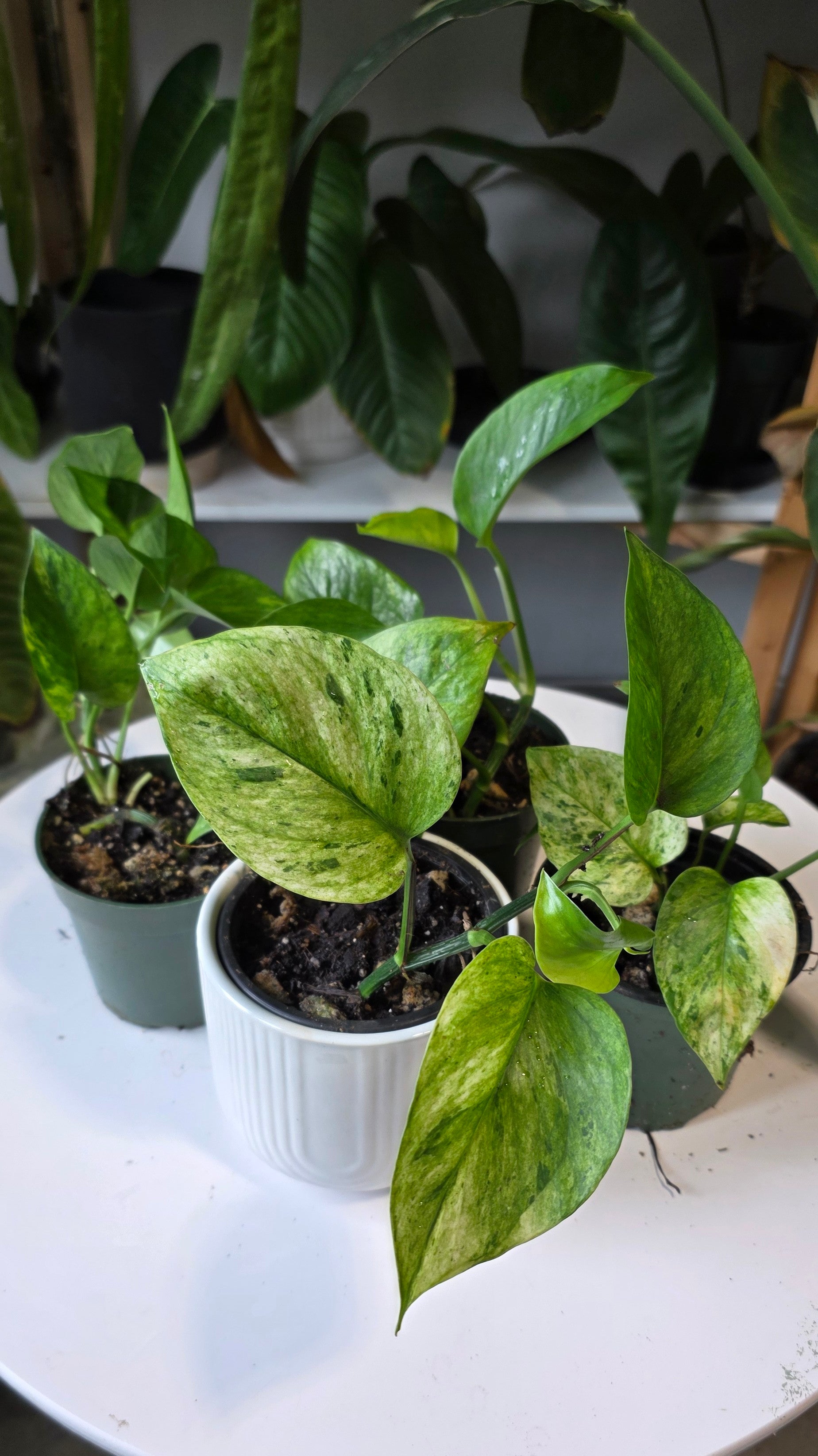 Epipremnum aureum &