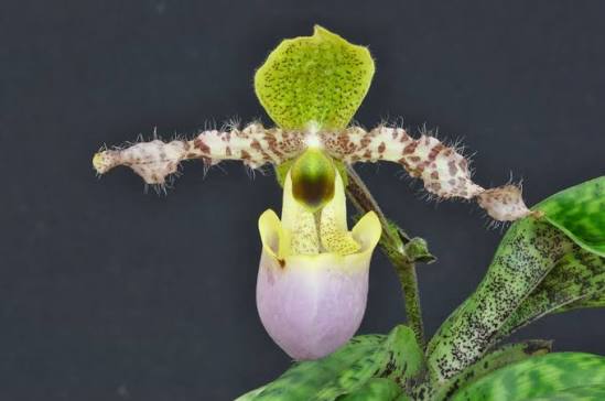 Paphiopedilum dodyanum