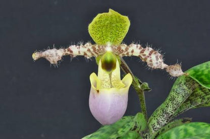 Paphiopedilum dodyanum