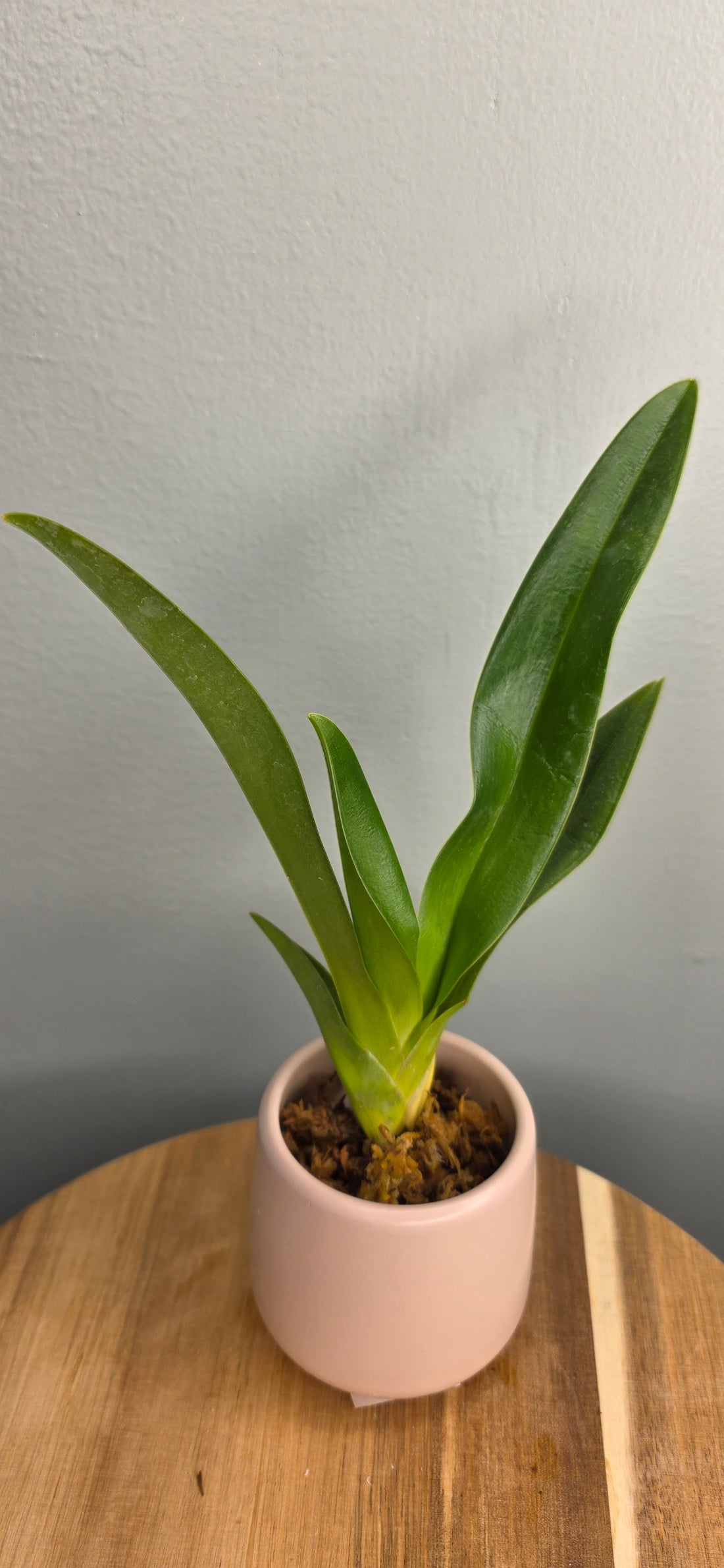 Phragmipedium humboldtii &