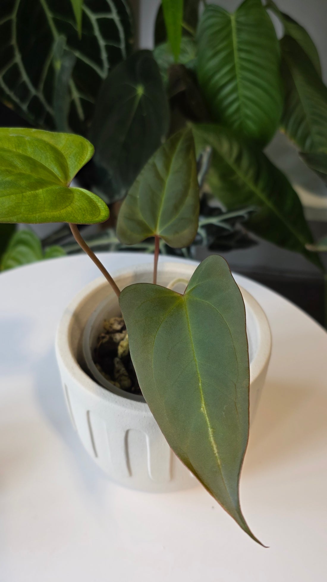 Anthurium ralph lynam x red vein dark phoenix (A)