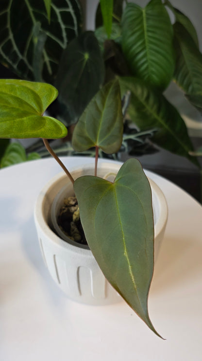 Anthurium ralph lynam x red vein dark phoenix (A)
