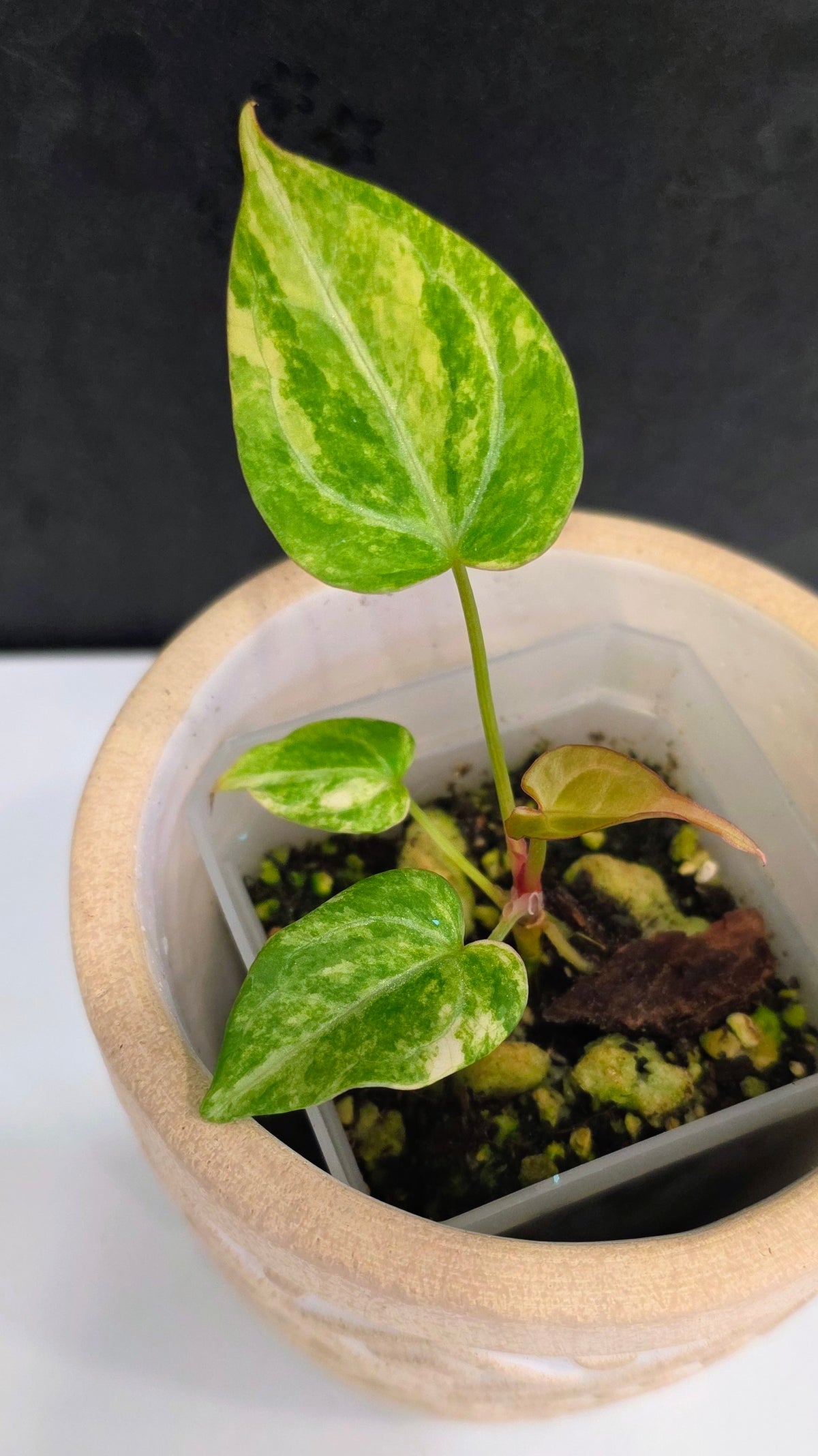 Anthurium Crystallinum Variegated B