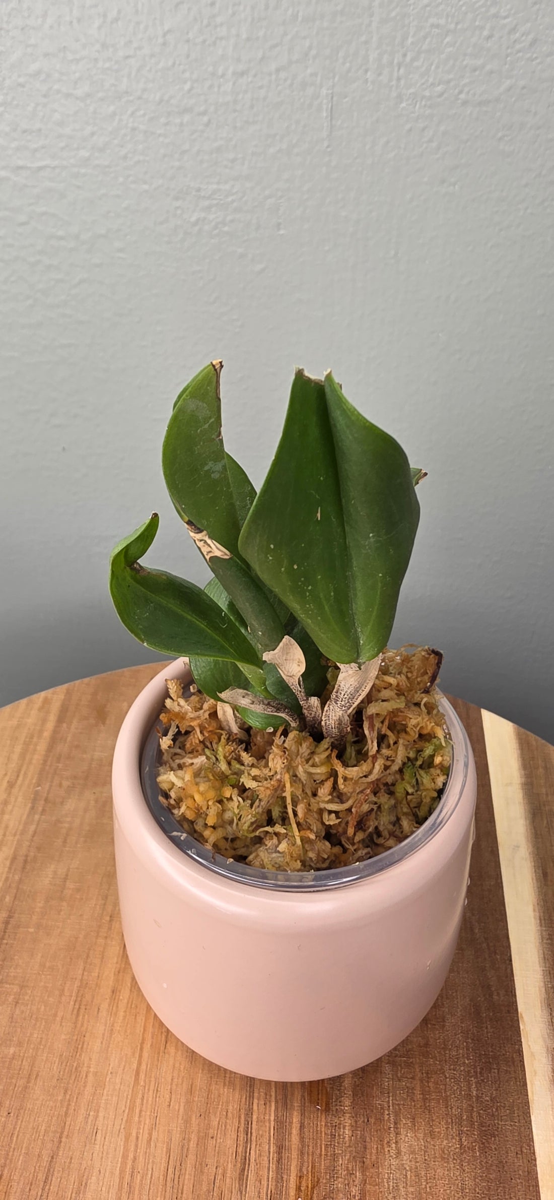 Restrepia brachypus