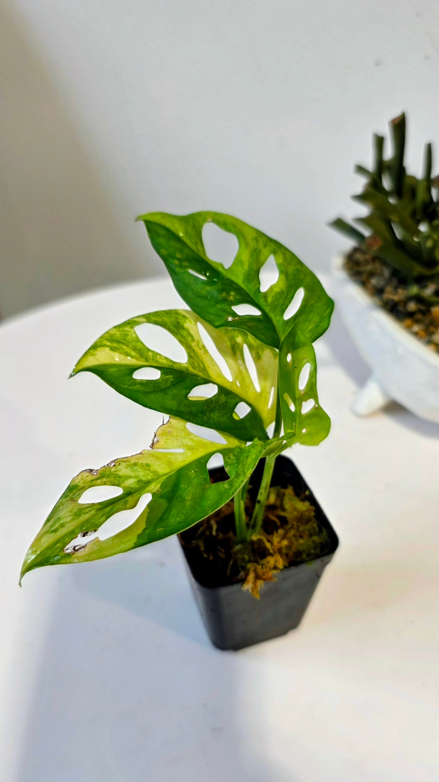 Monstera Adansonii Aurea "D"