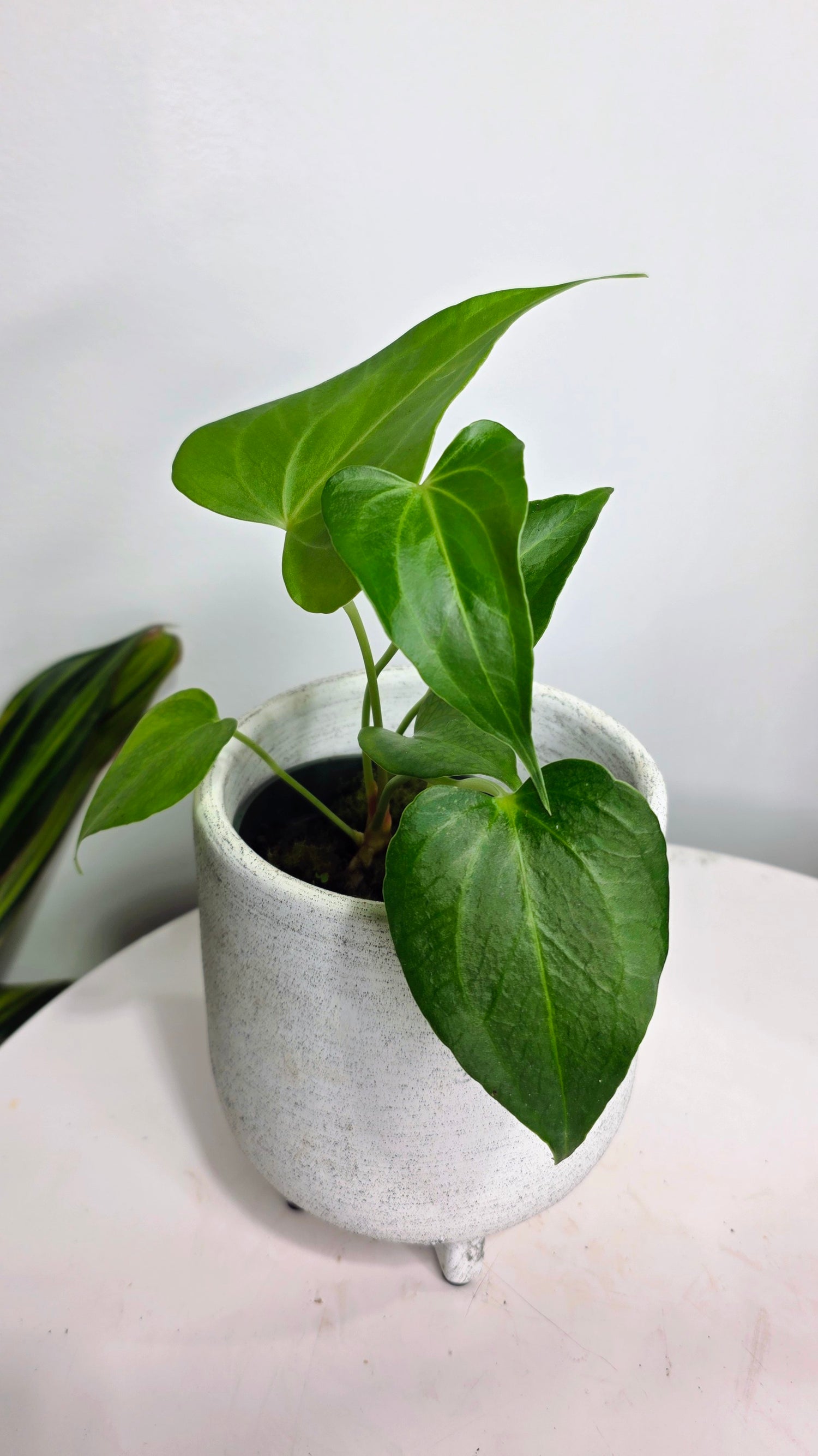 Anthurium Delta Force A