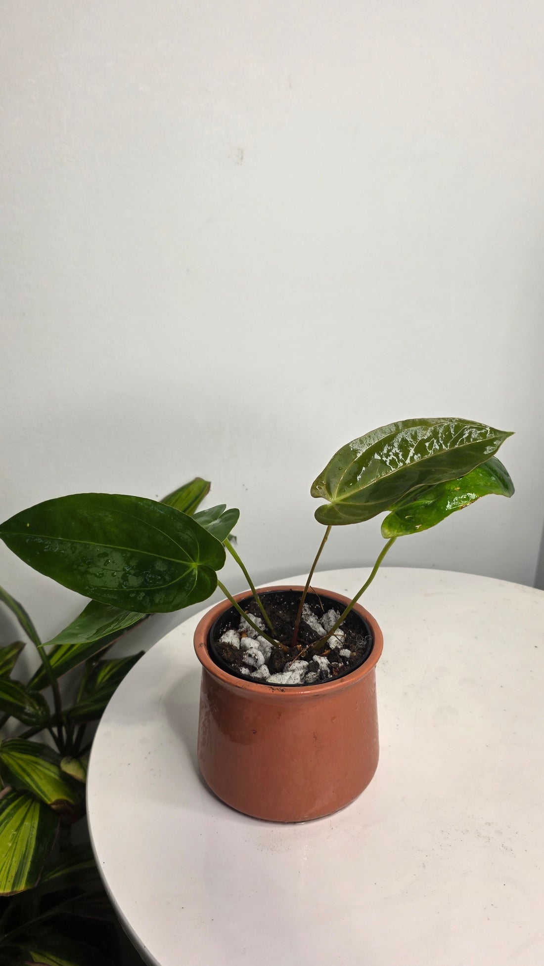 Anthurium Blue Papililaminum x Dark Phoenix A