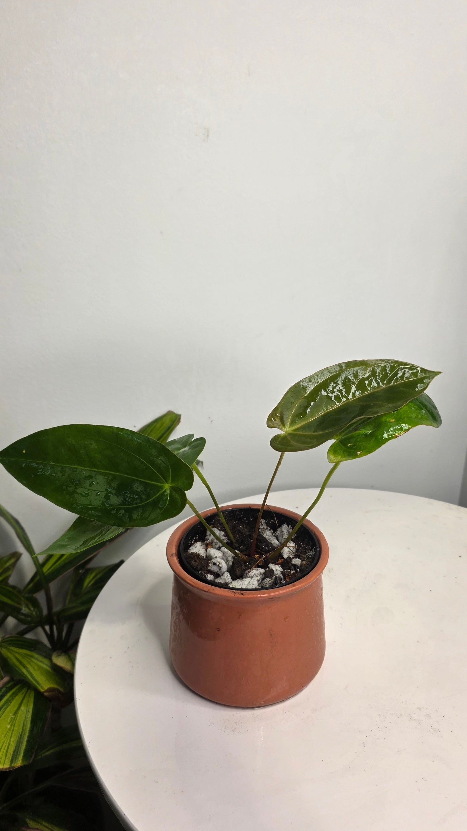 Anthurium Blue Papililaminum x Dark Phoenix A