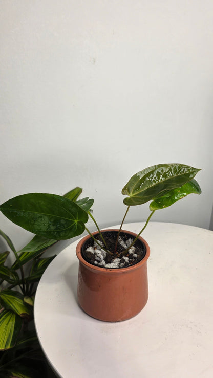 Anthurium Blue Papililaminum x Dark Phoenix A