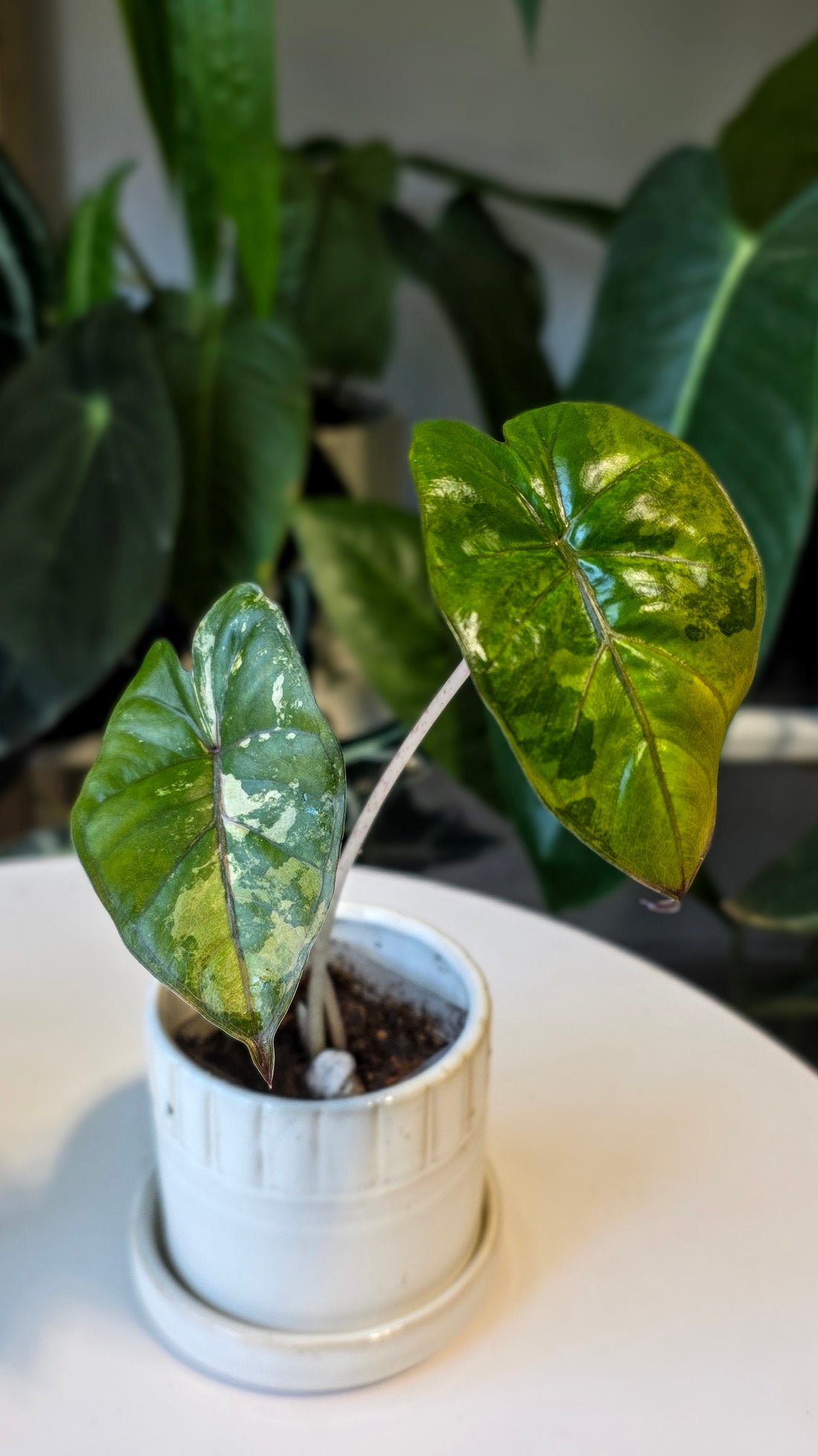 Alocasia Yucatan Princess Variegated (B)