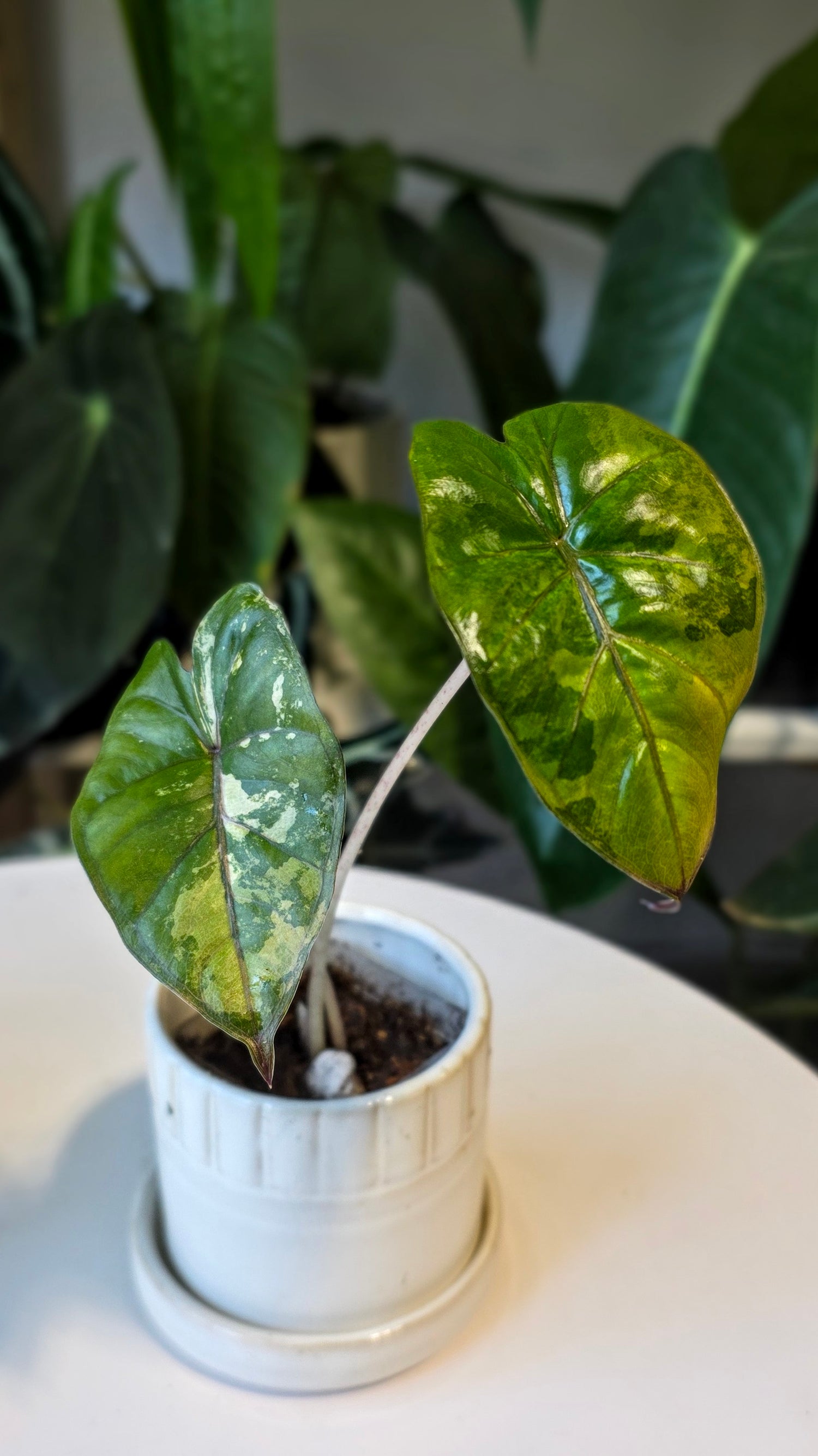 Alocasia Yucatan Princess Variegated (B)