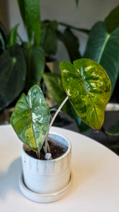 Alocasia Yucatan Princess Variegated (B)