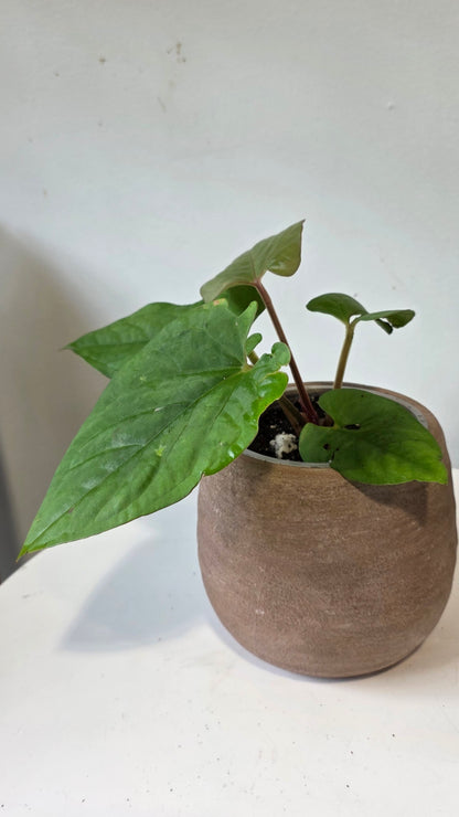 Anthurium kunayalense "a"