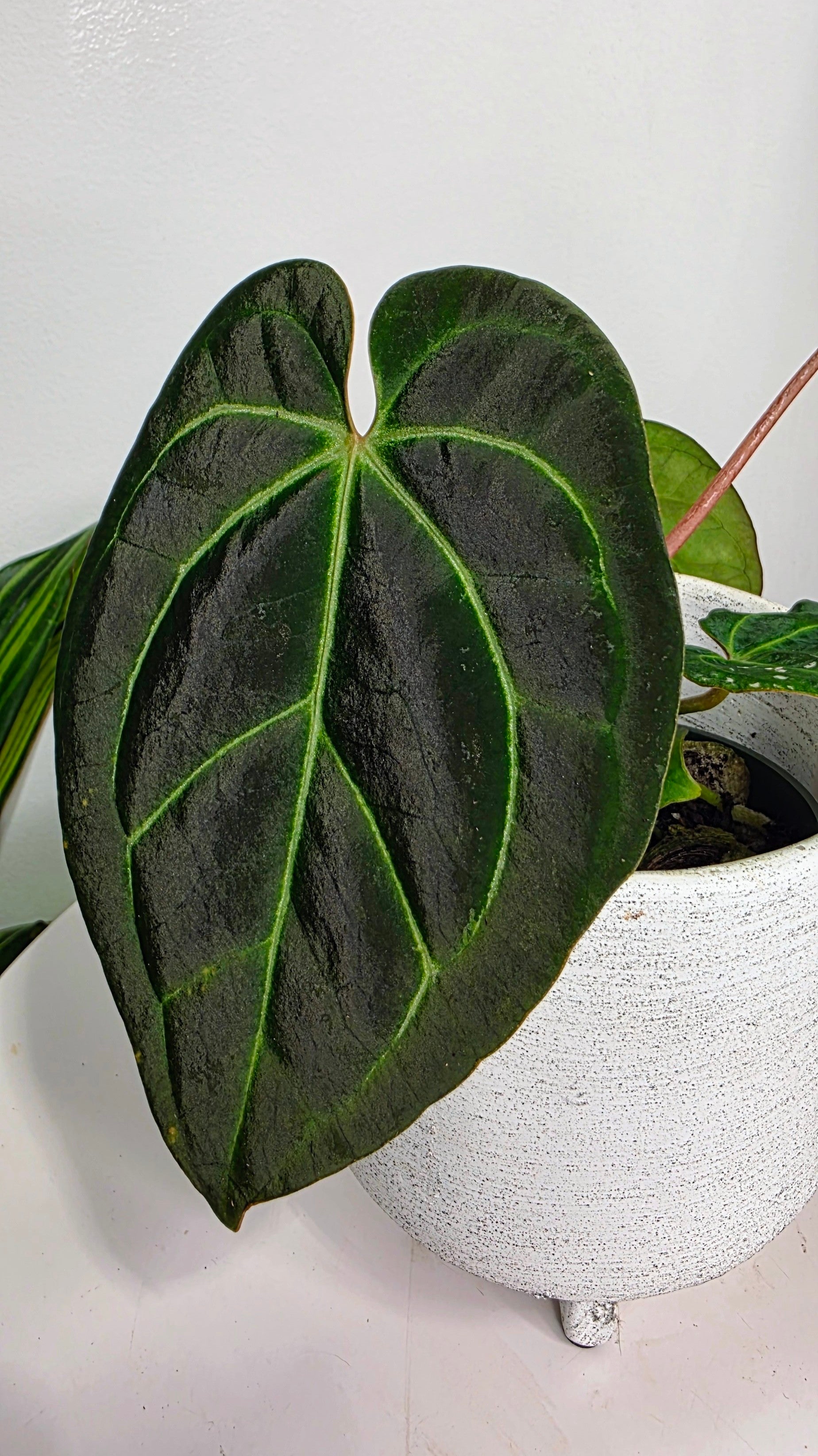 Anthurium Crystallinum X Besseae aff