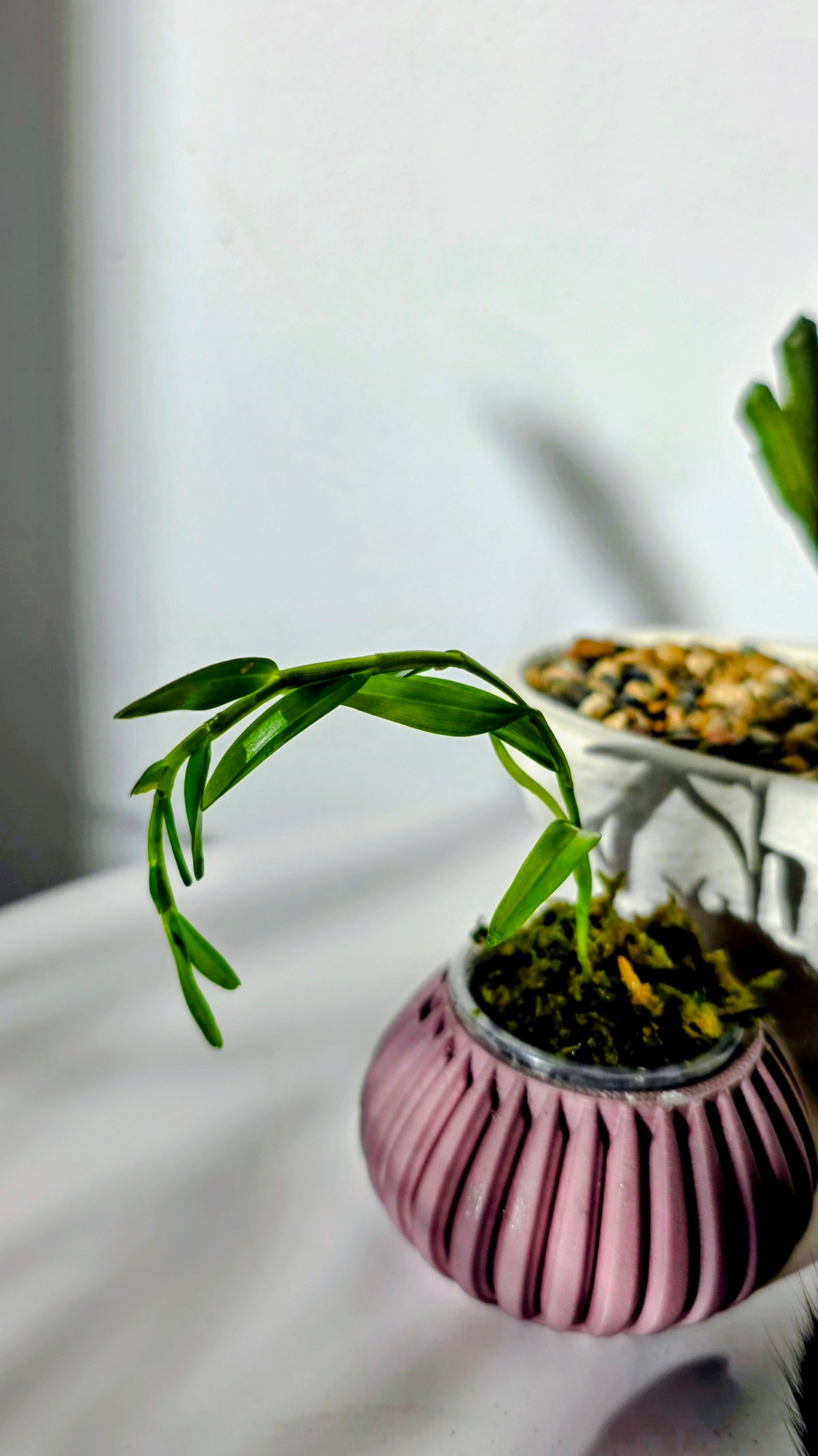 Dendrobium ingratum